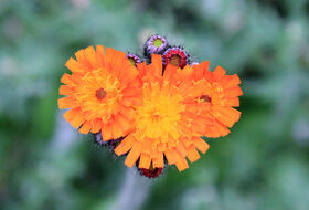 Foto Annemieke Hoozemans