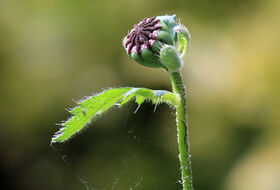 Foto Annemieke Hoozemans