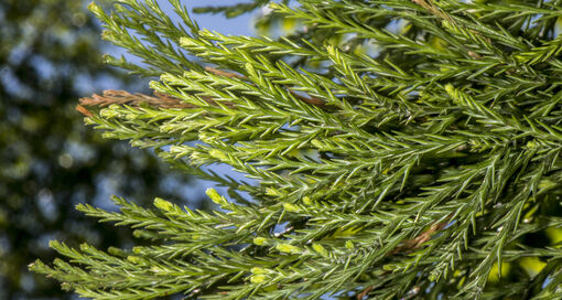 Mammoetboom | photo: Piet J. Ashouwer