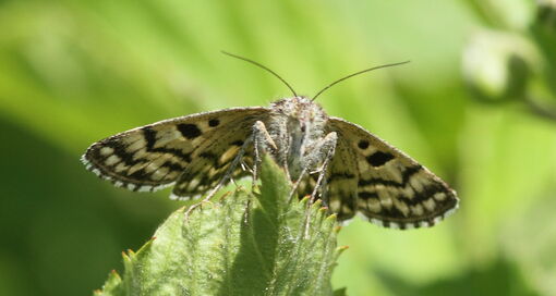 Mi-vlinder | photo: Hans van der Meulen