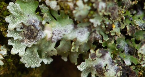 Lichenochora weillii | photo: Wijnand van Buuren