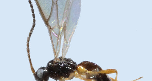 Dinotrema ultimum | photo: Kees van Achterberg