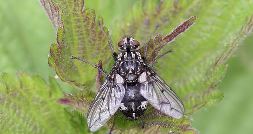 Trixa conspersa | photo: Marijke Kanters