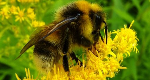 Veldhommel | photo: Hans Jonkman