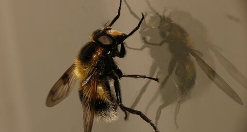 Hommelreus | photo: Dick Belgers
