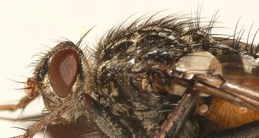 Trixa conspersa | photo: Dick Belgers