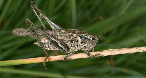 Platycleis - Grasshoppers of Europe