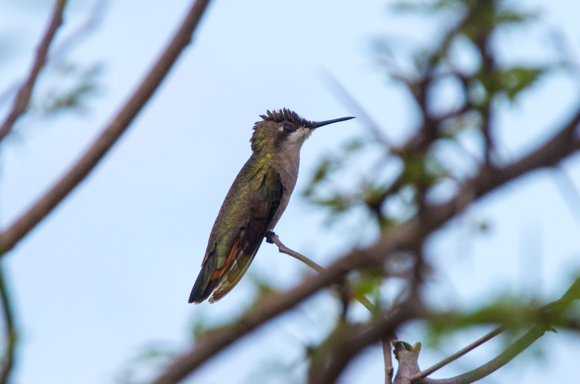 Chrysolampis mosquitus
