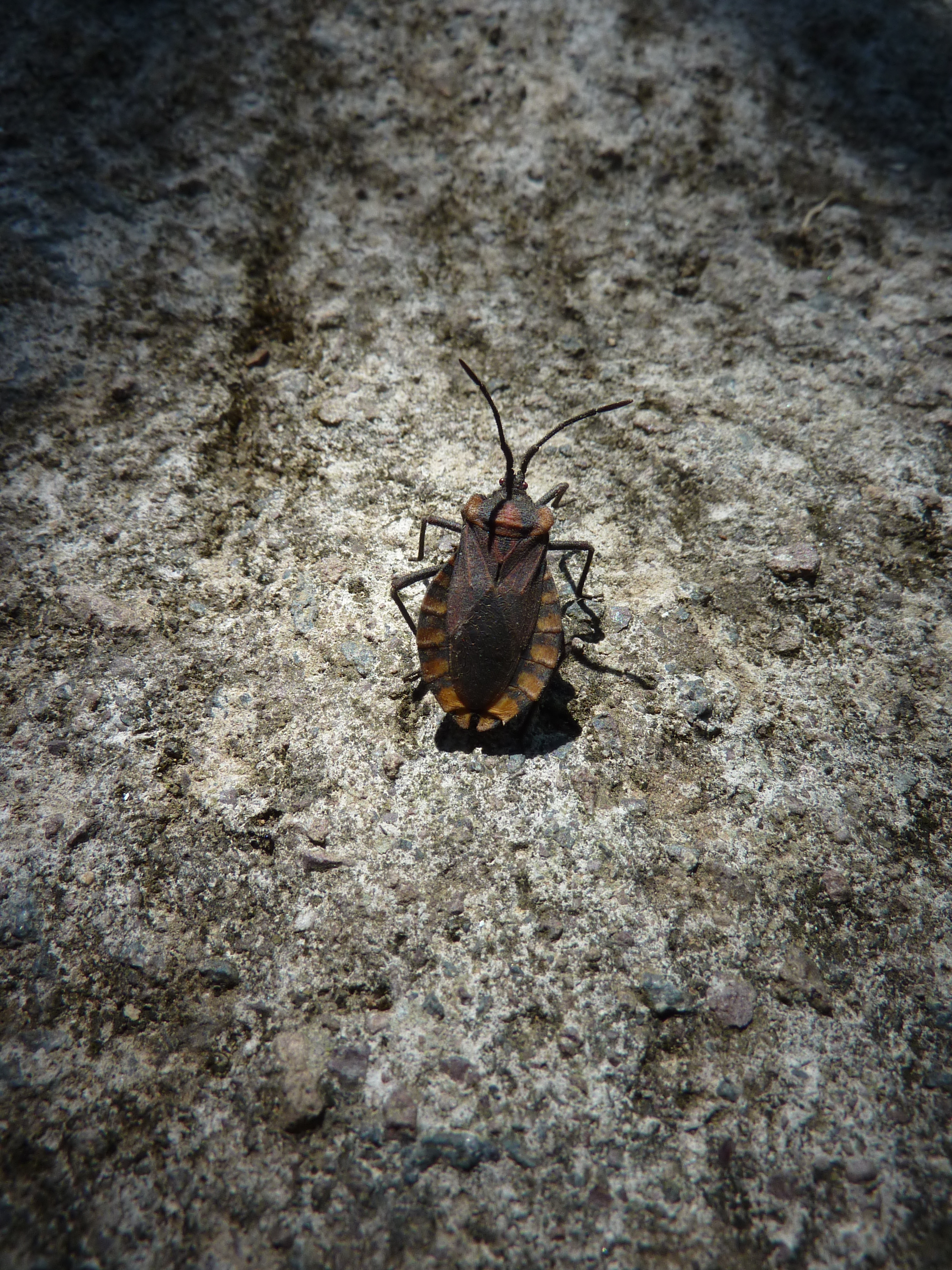 Spartocera