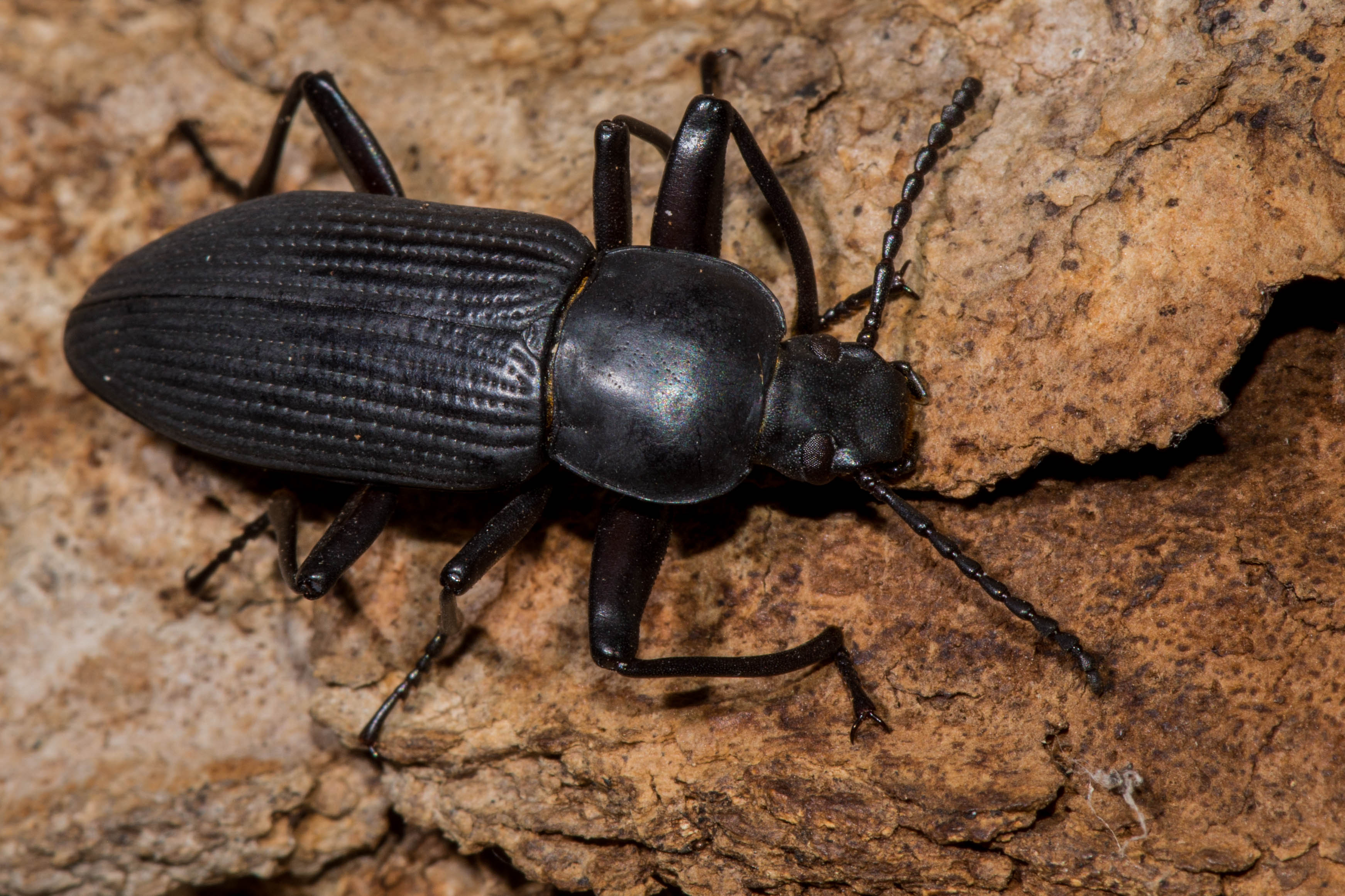 Zophobas atratus