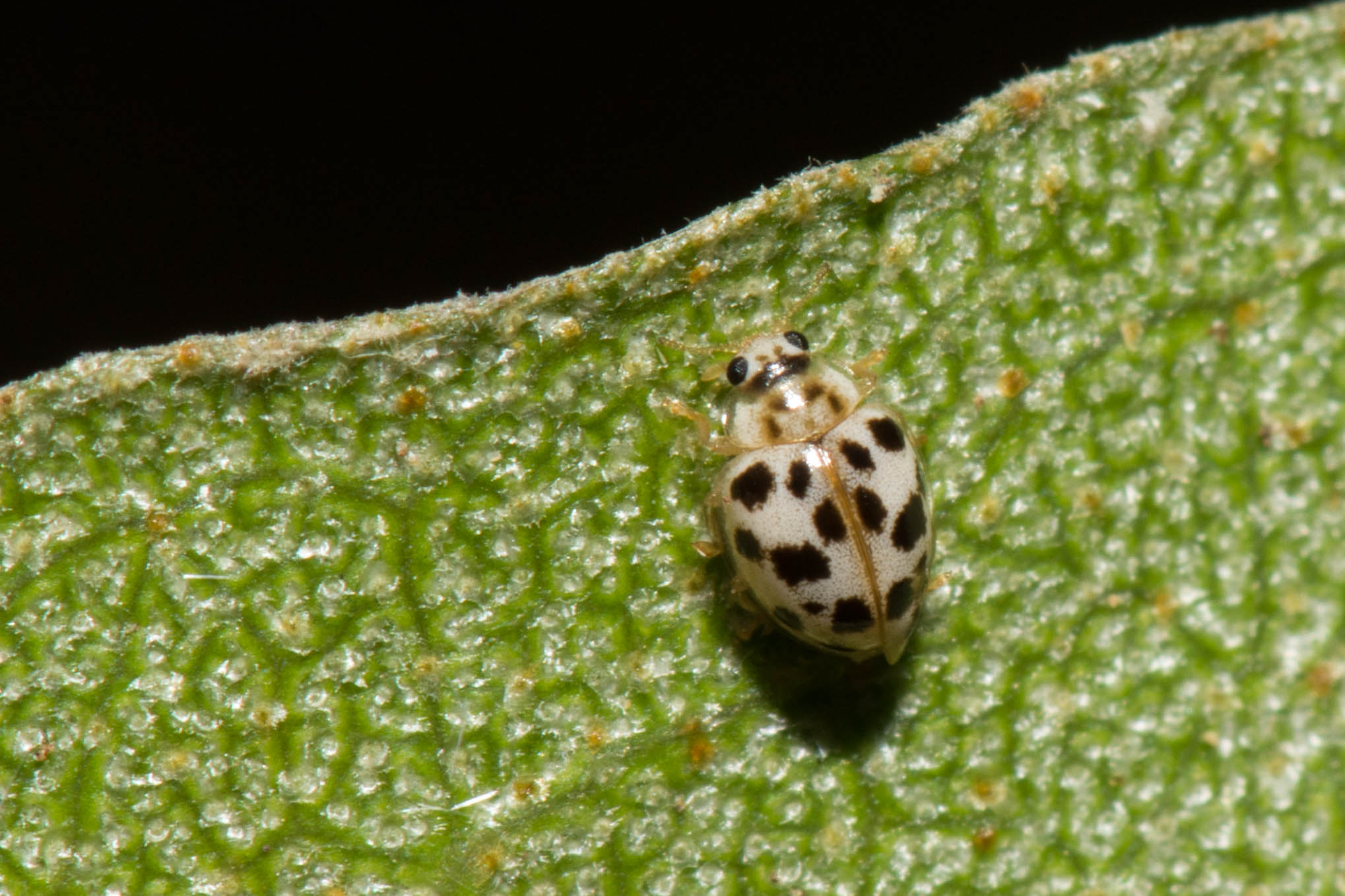 Psyllobora