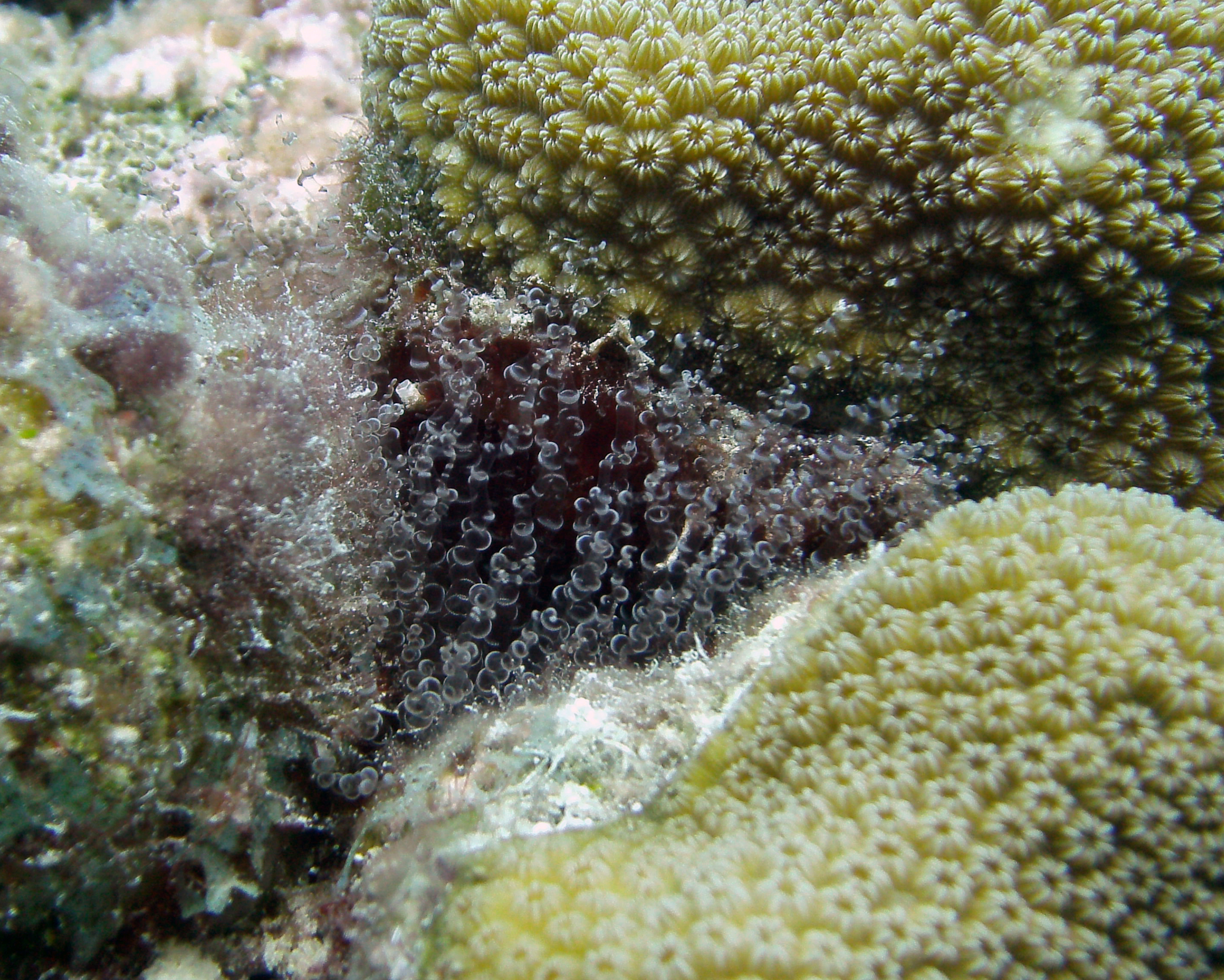 Bartholomea annulata