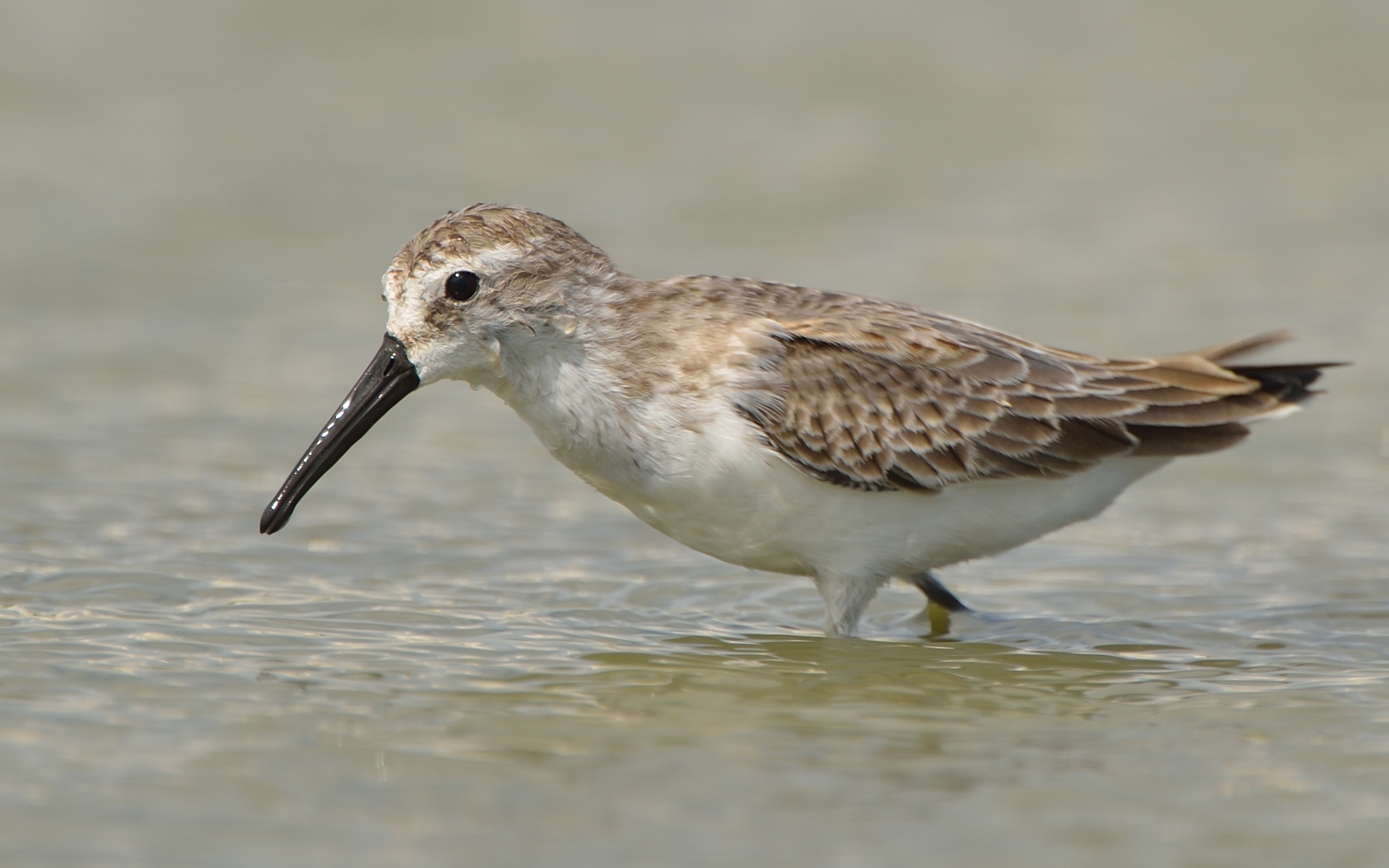 Calidris mauri