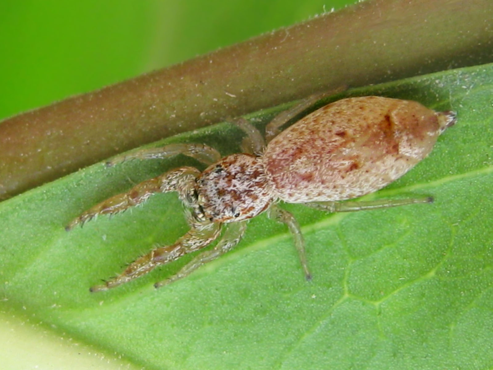 Hentzia