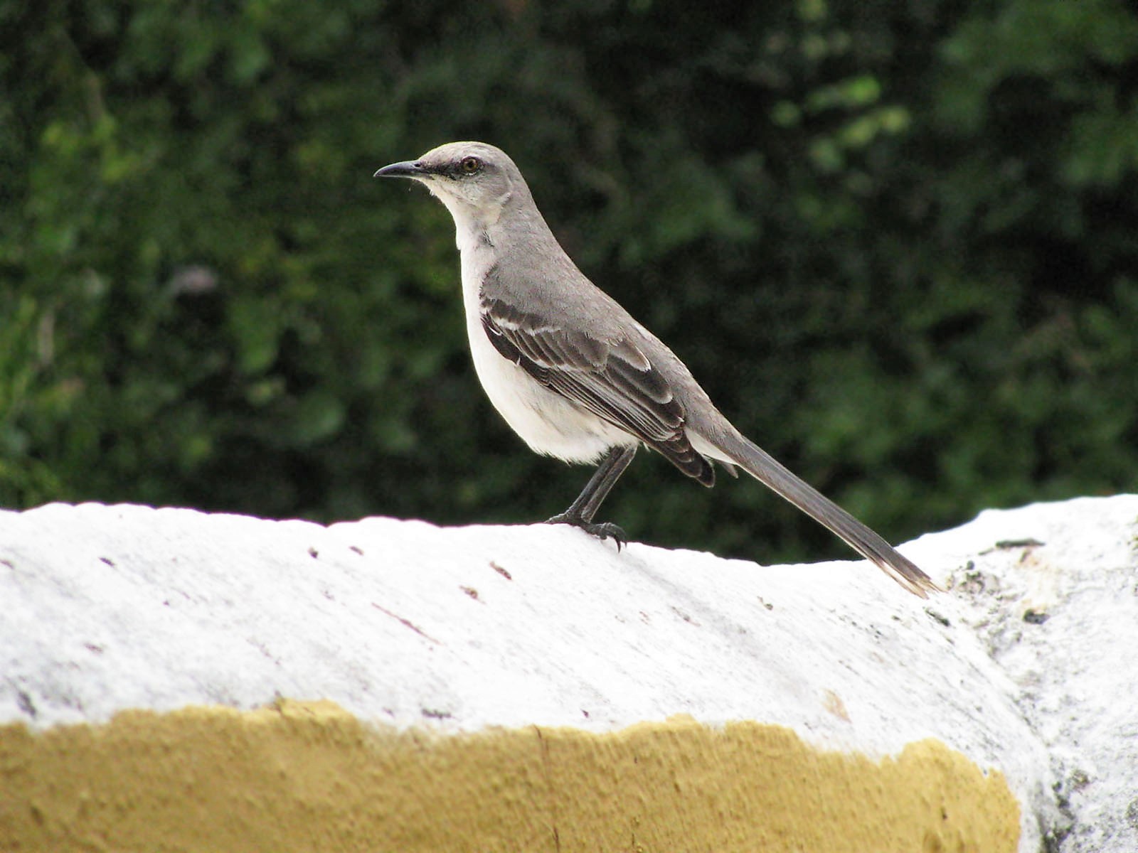Mimus gilvus rostratus