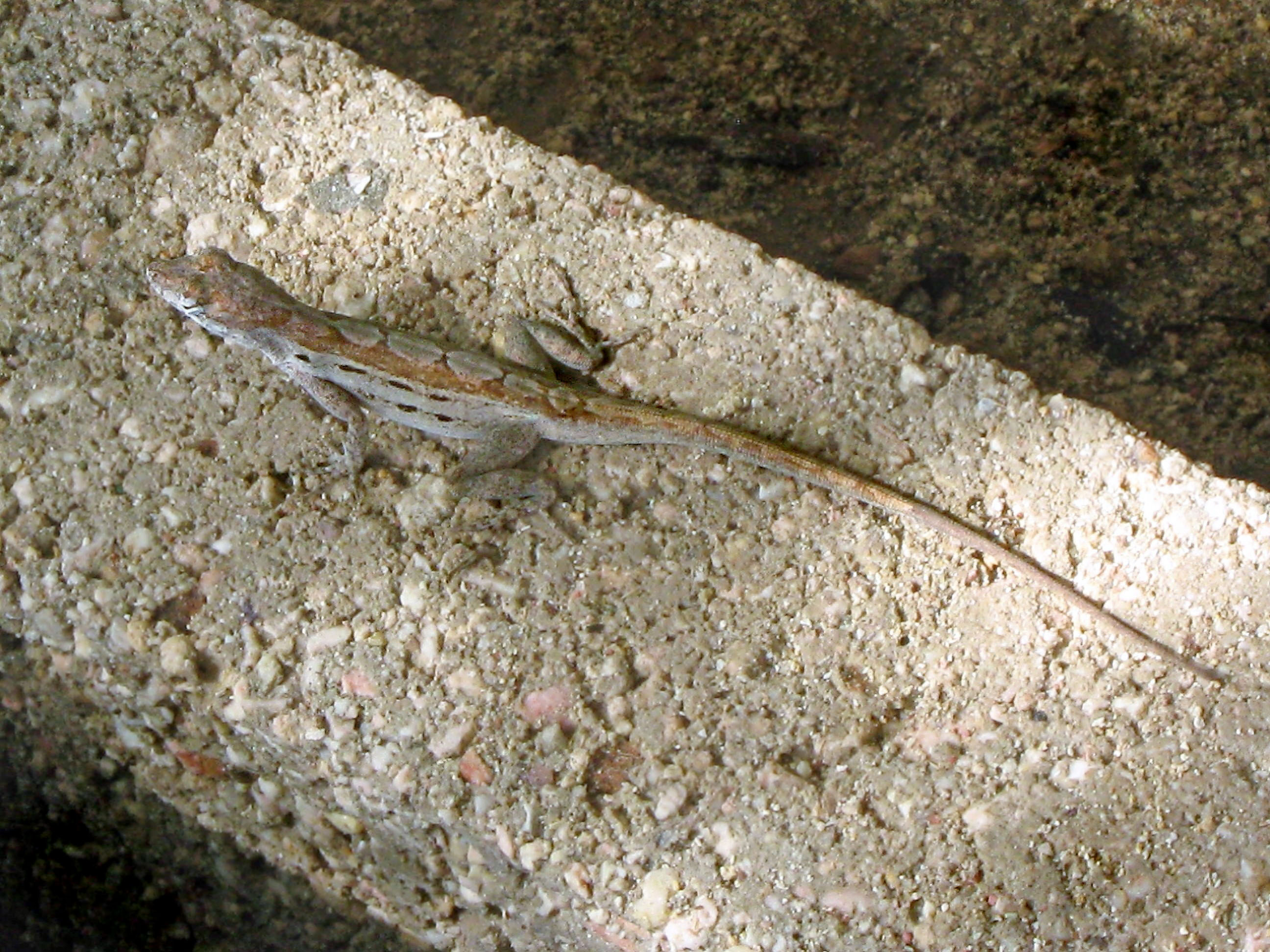 Anolis lineatus