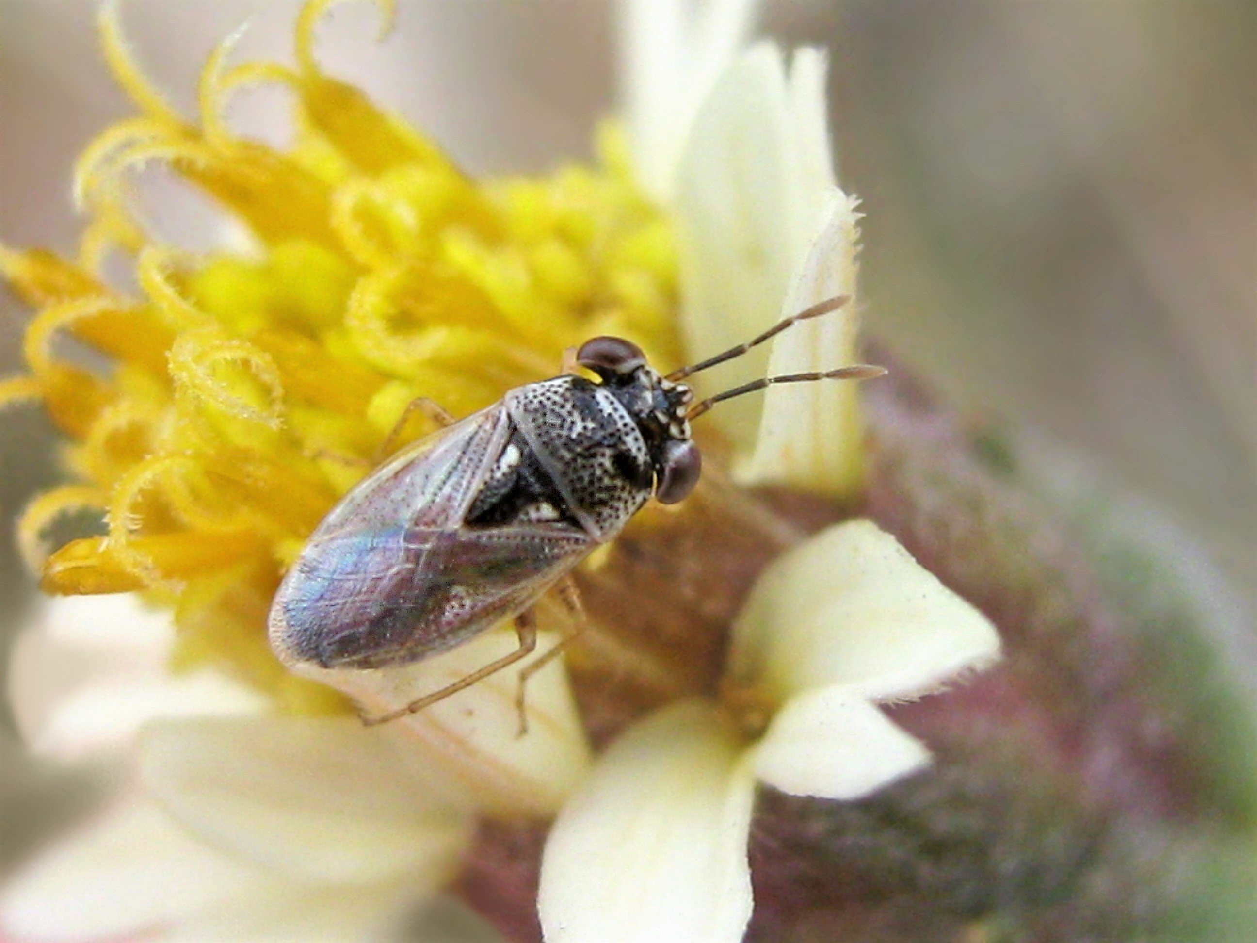 Lygaeidae