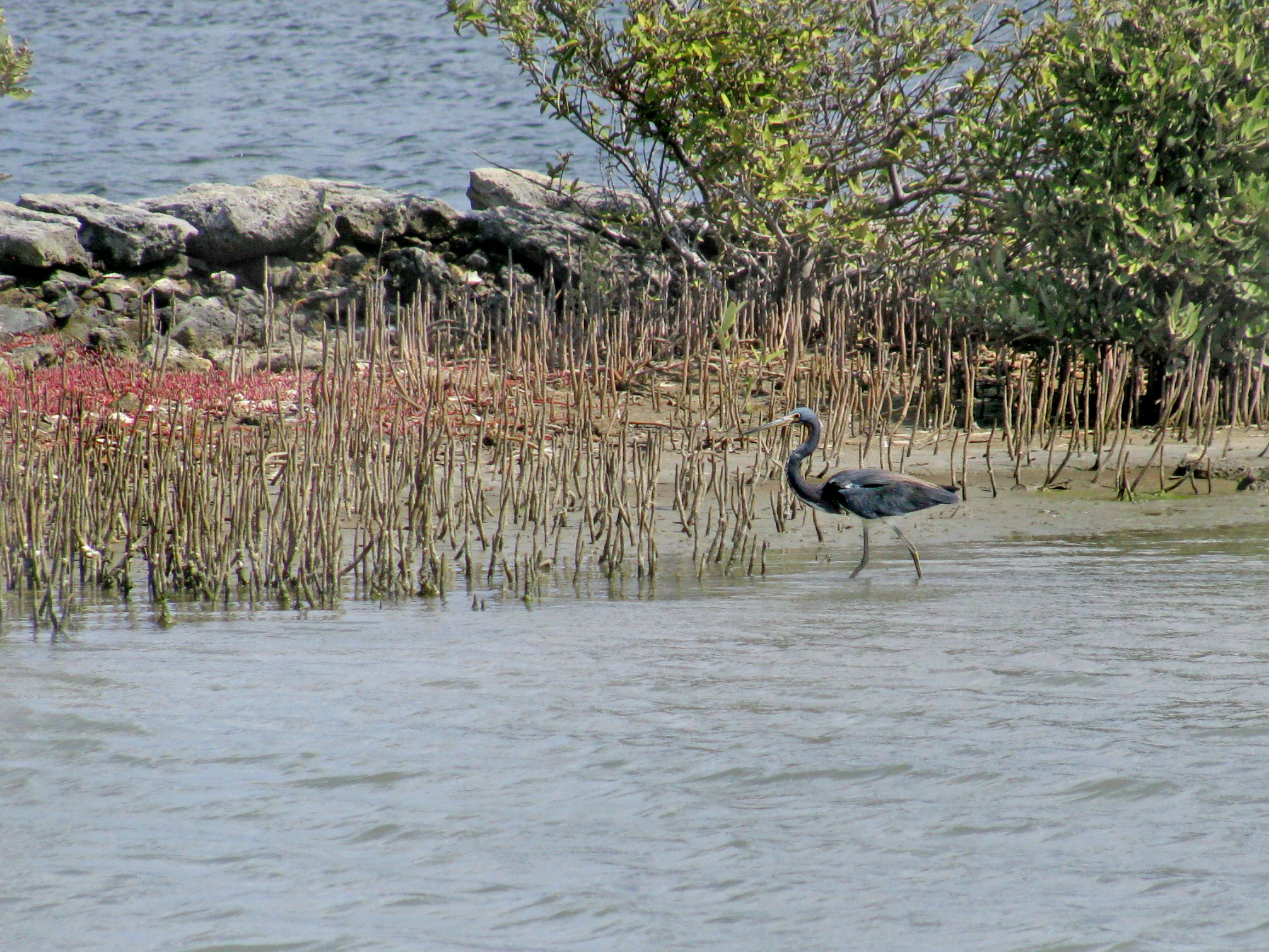 Egretta tricolor