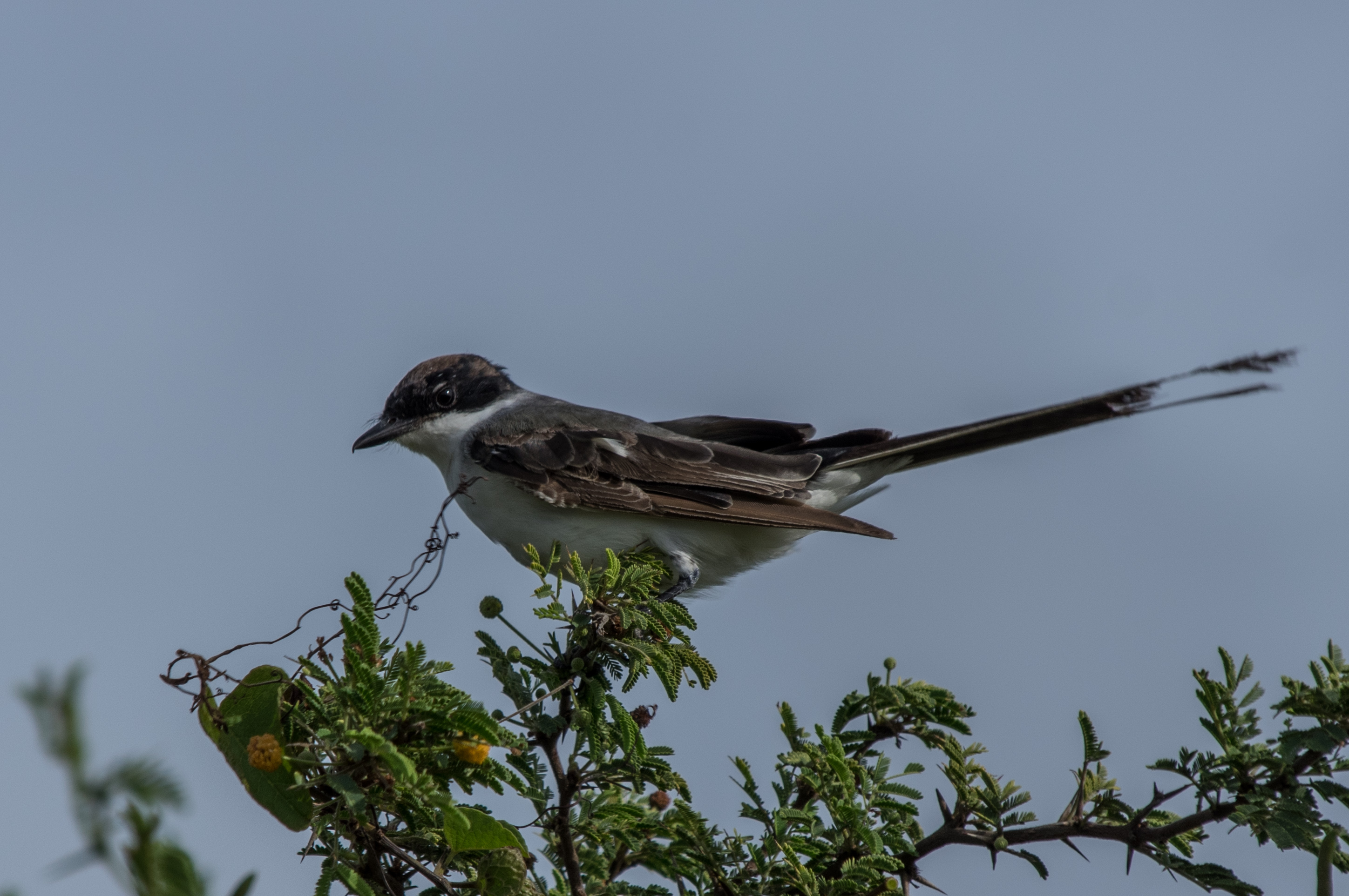 Tyrannus savana