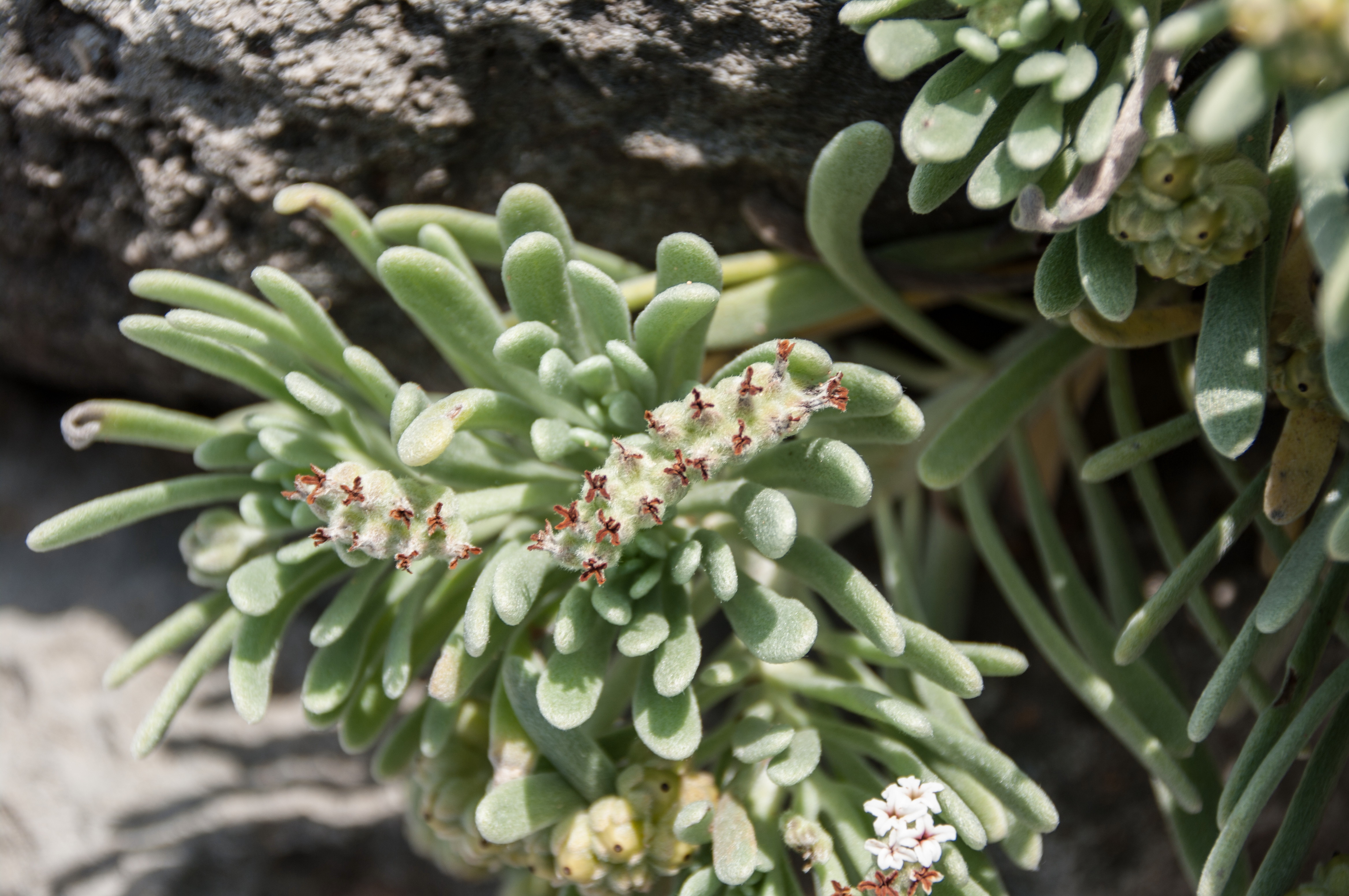 Tournefortia gnaphalodes
