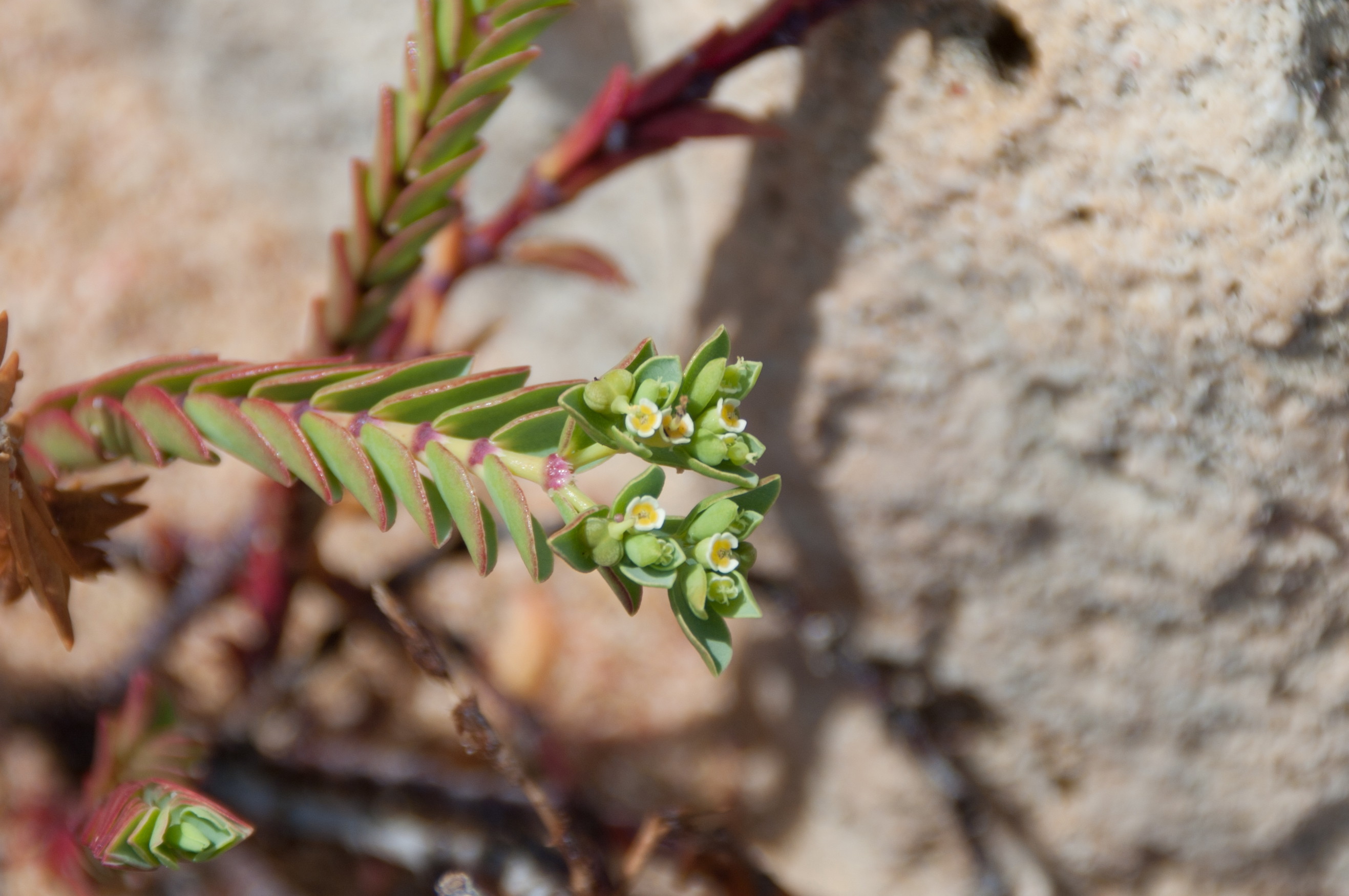 Euphorbia mesembryanthemifolia