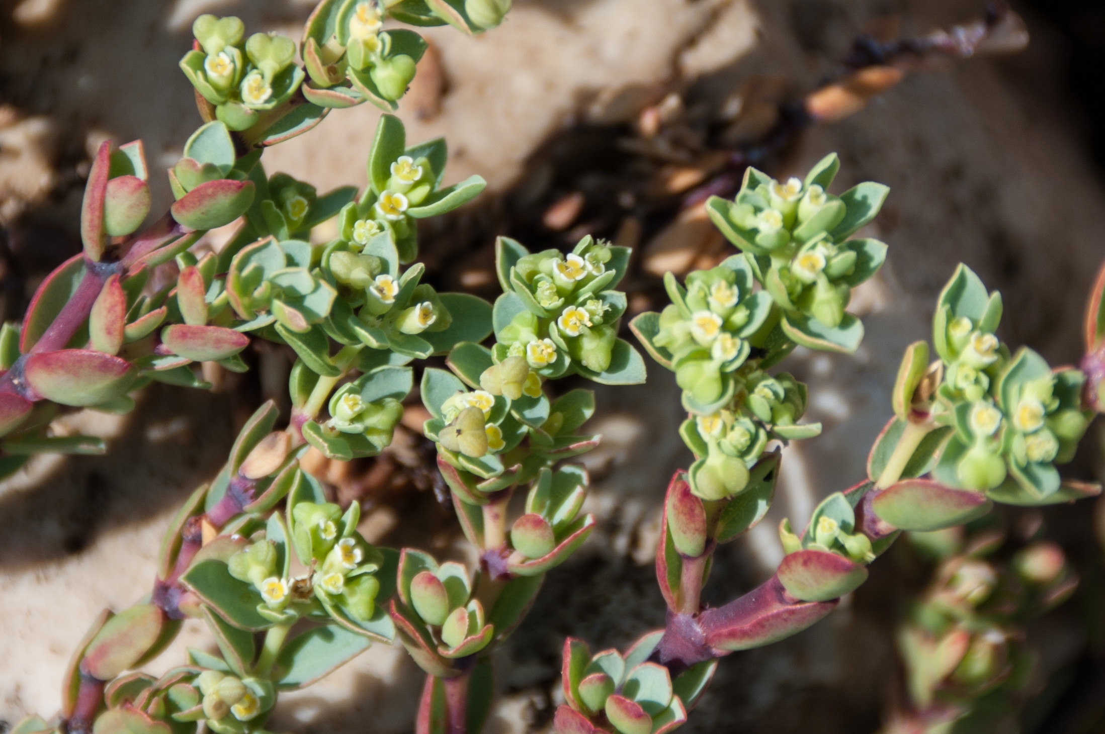 Euphorbia mesembryanthemifolia