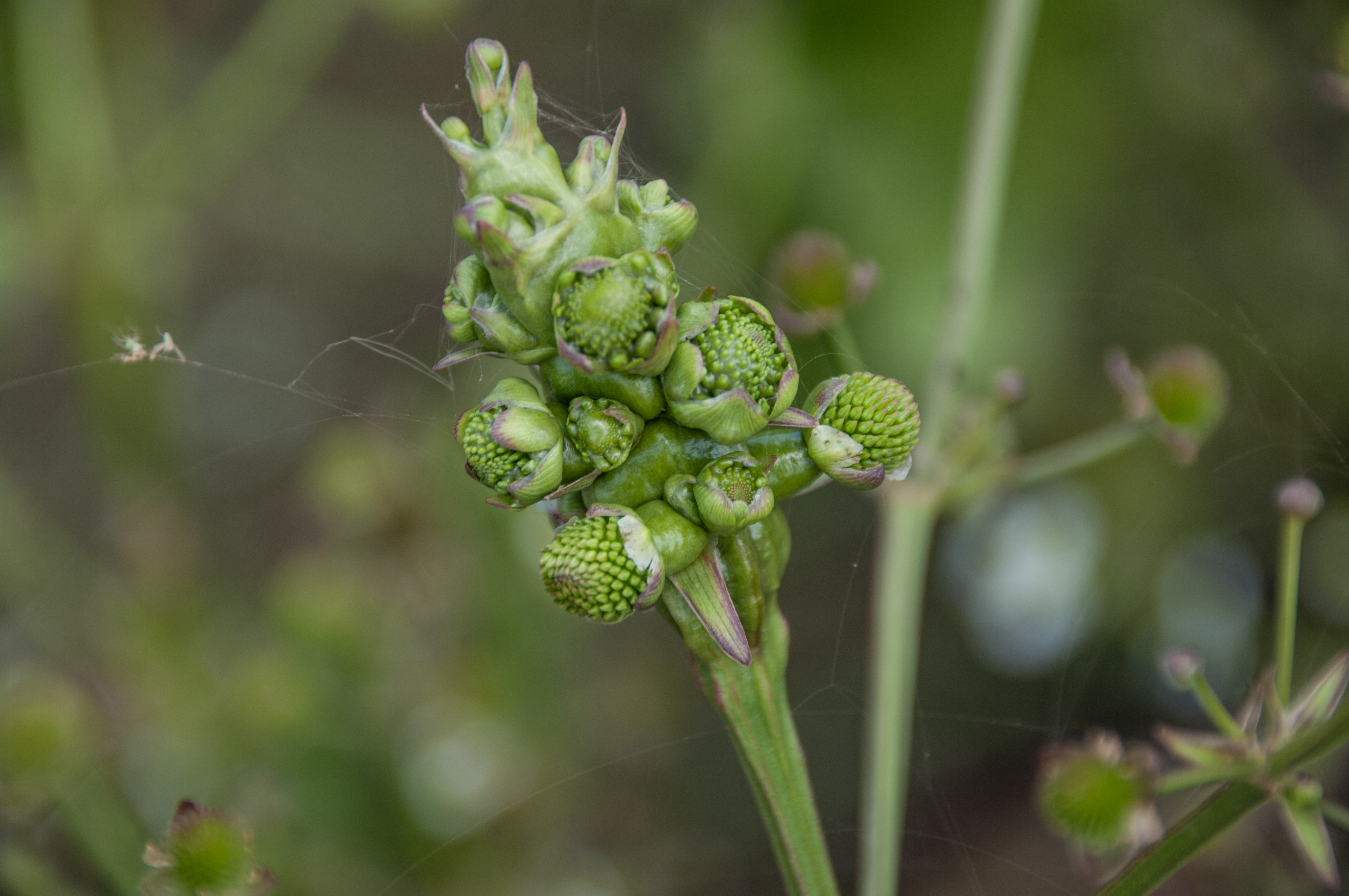 Echinodorus berteroi