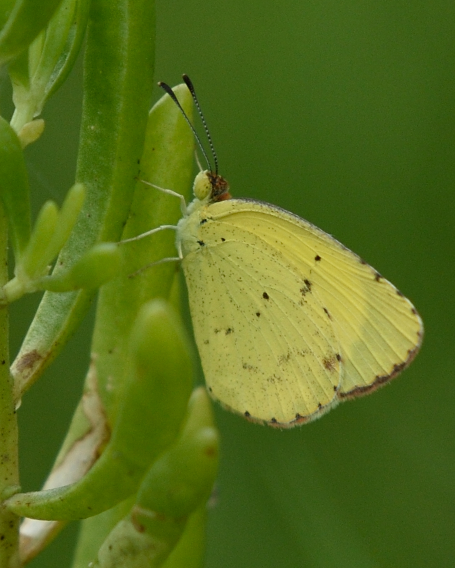 Pieridae