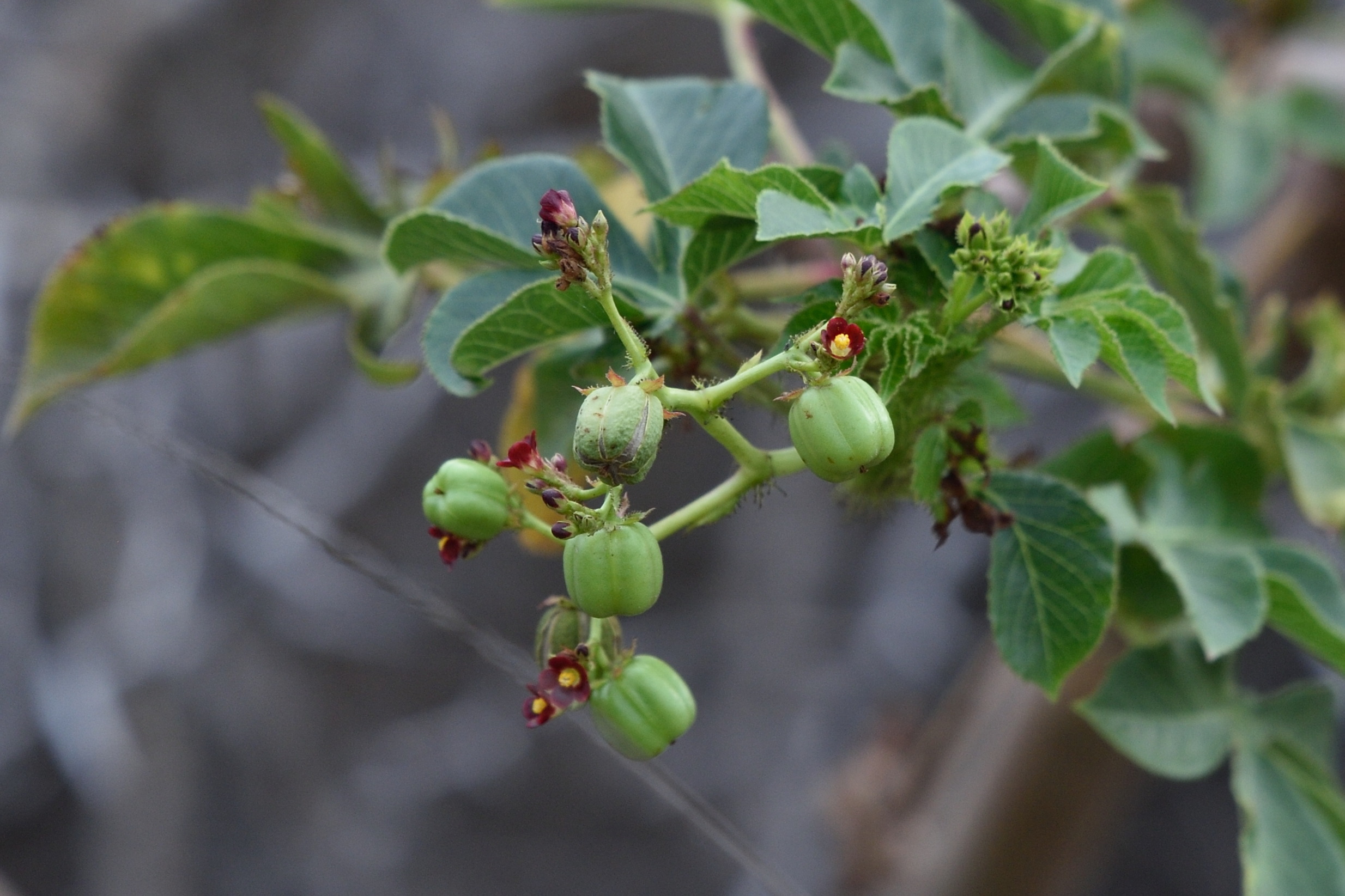 Jatropha gossypiifolia