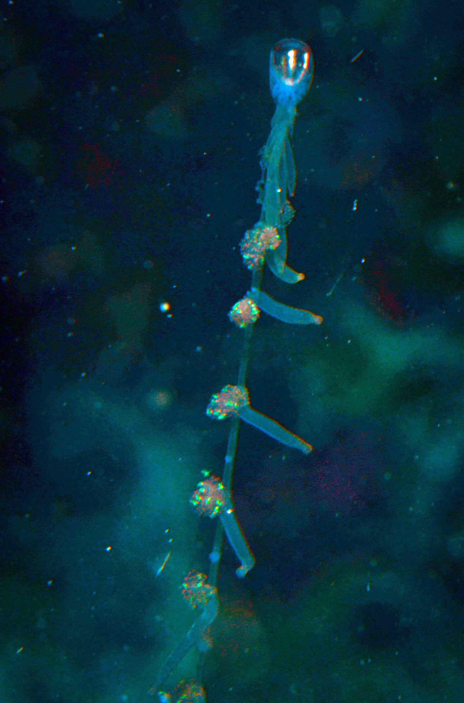 Rhizophysa filiformis