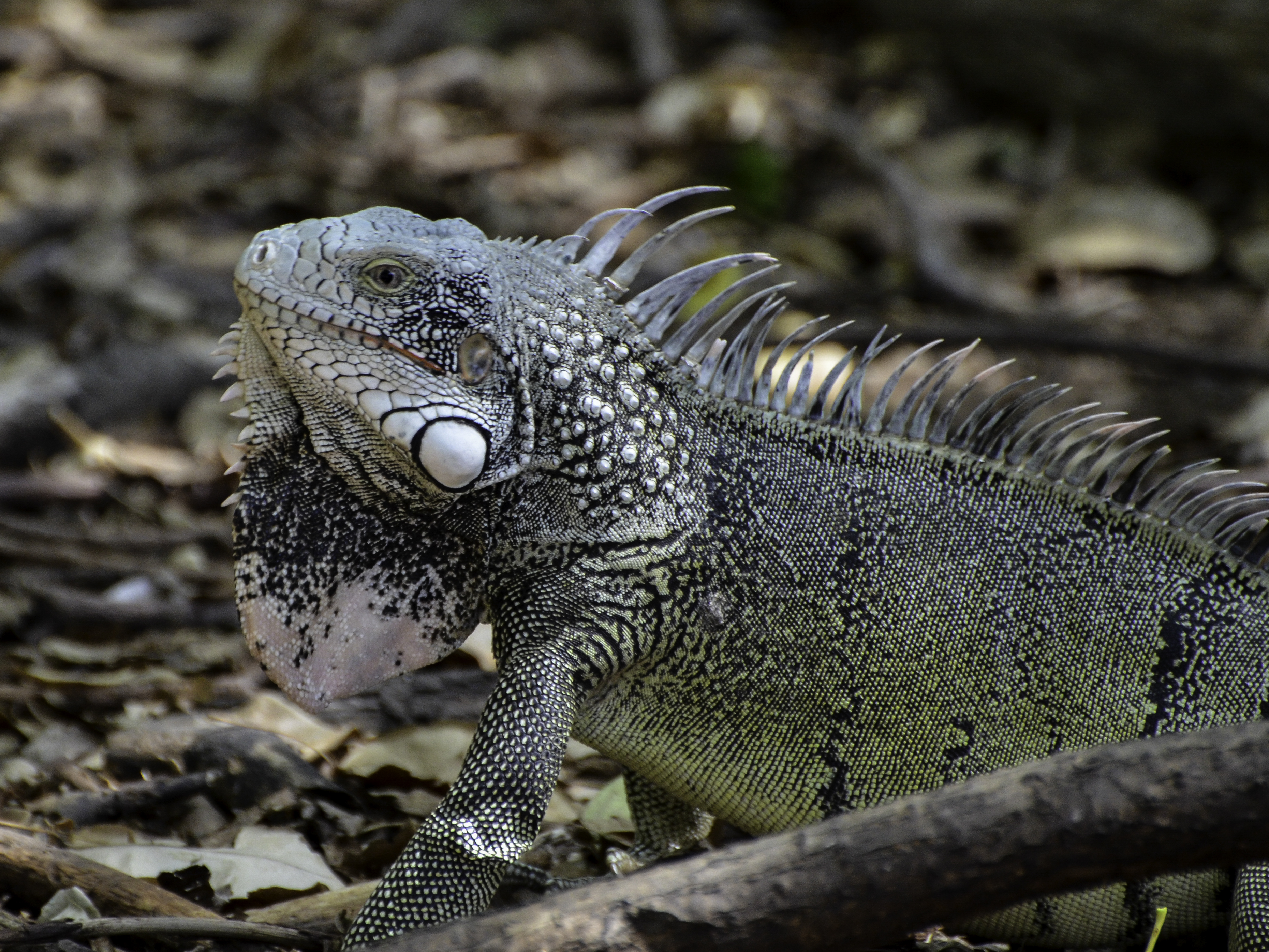 Iguana iguana