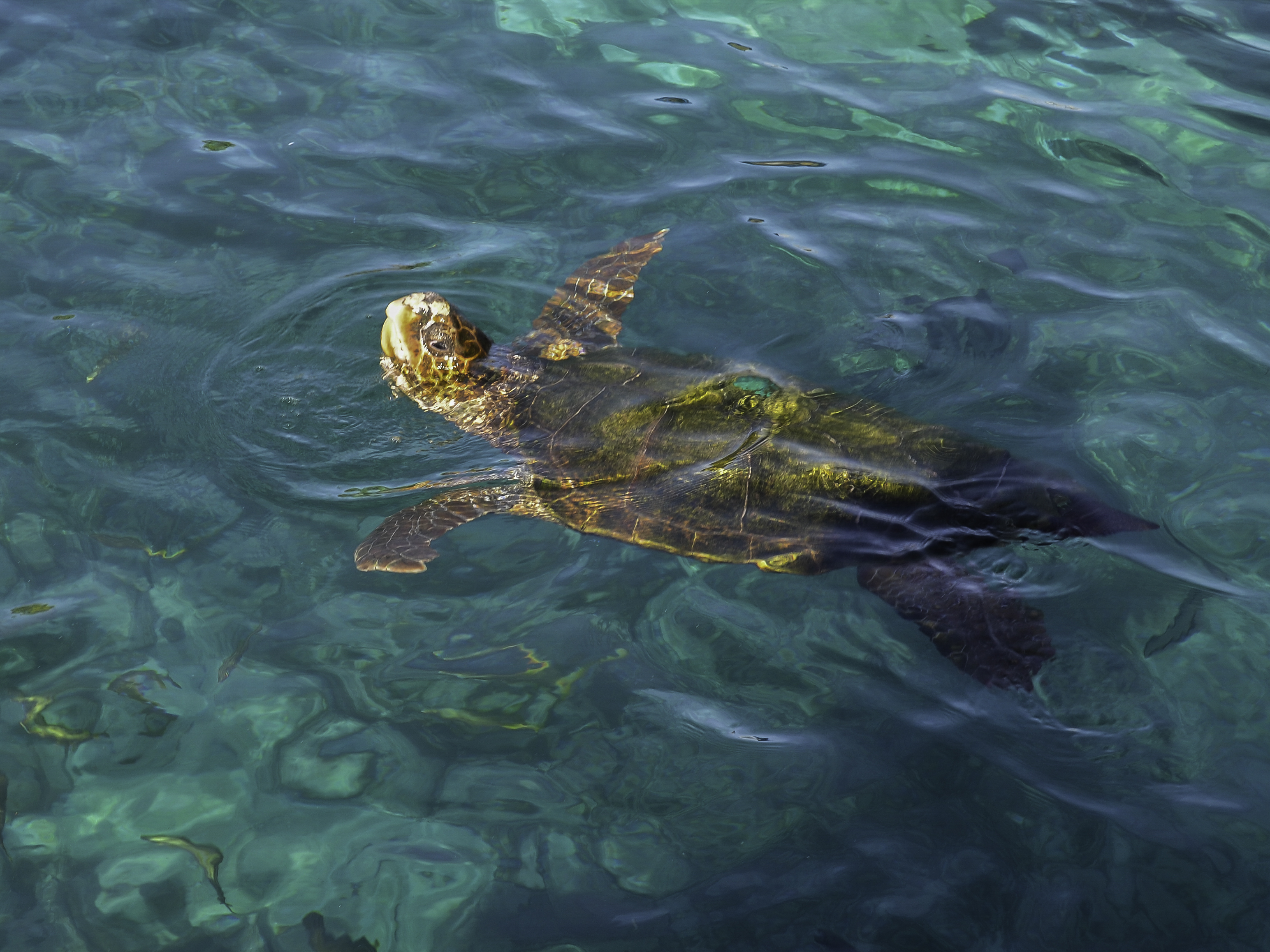 Caretta caretta