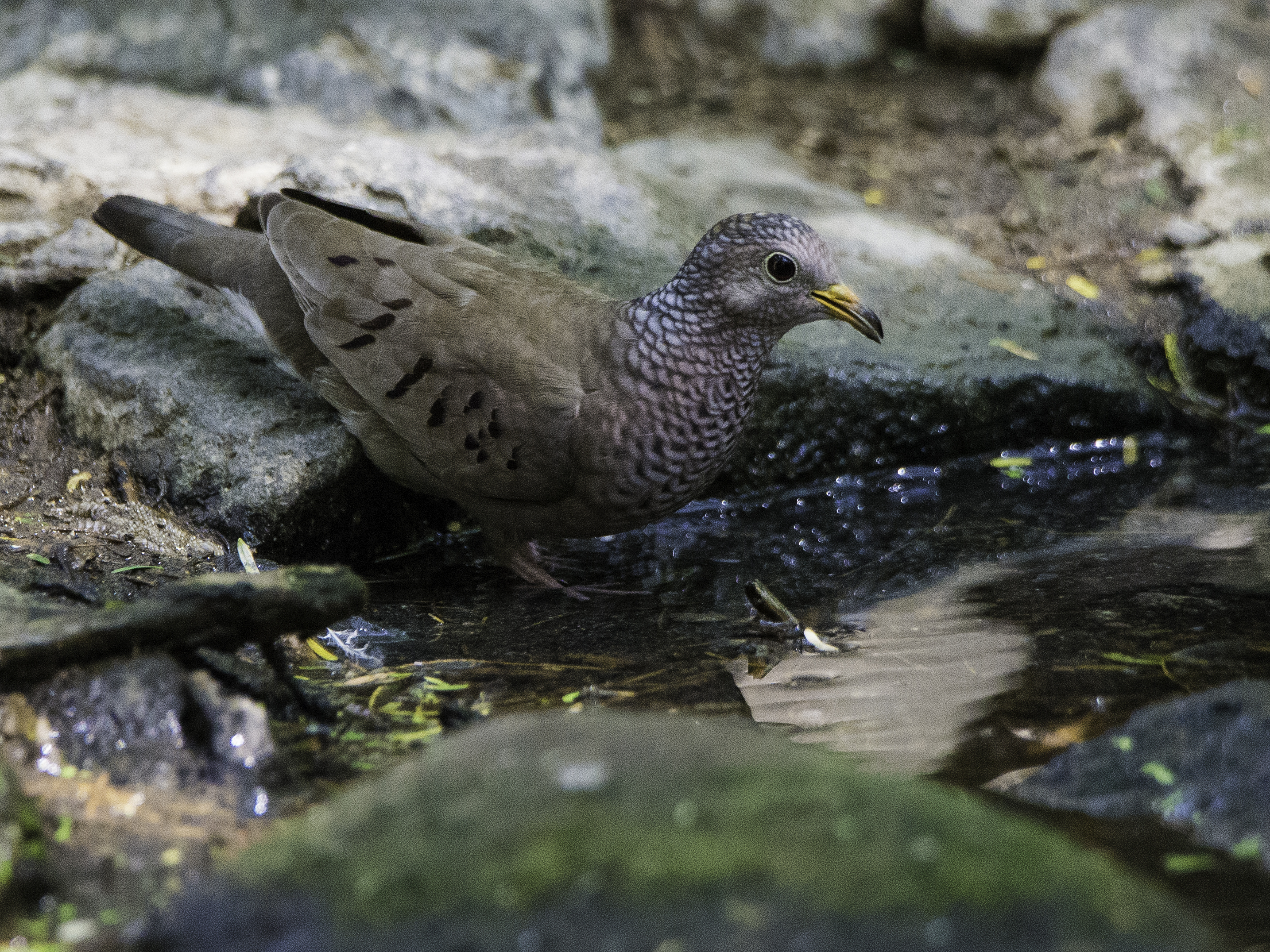 Columbina passerina
