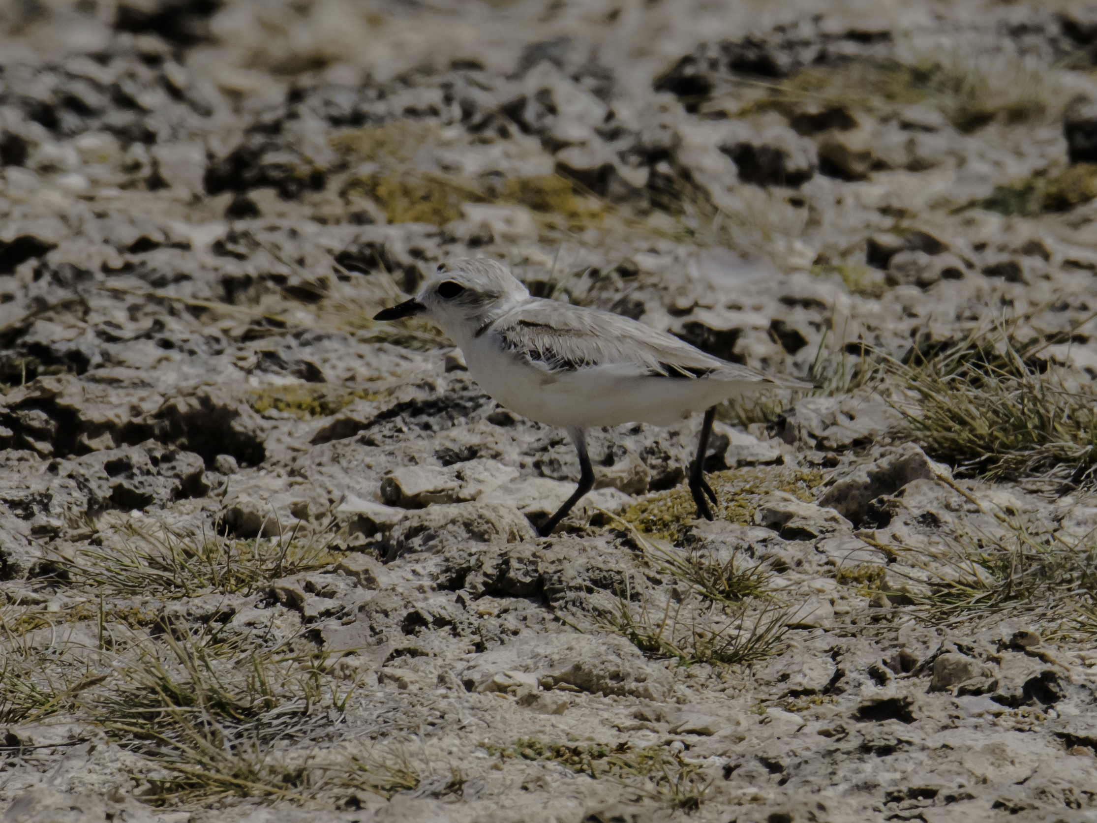 Charadrius nivosus