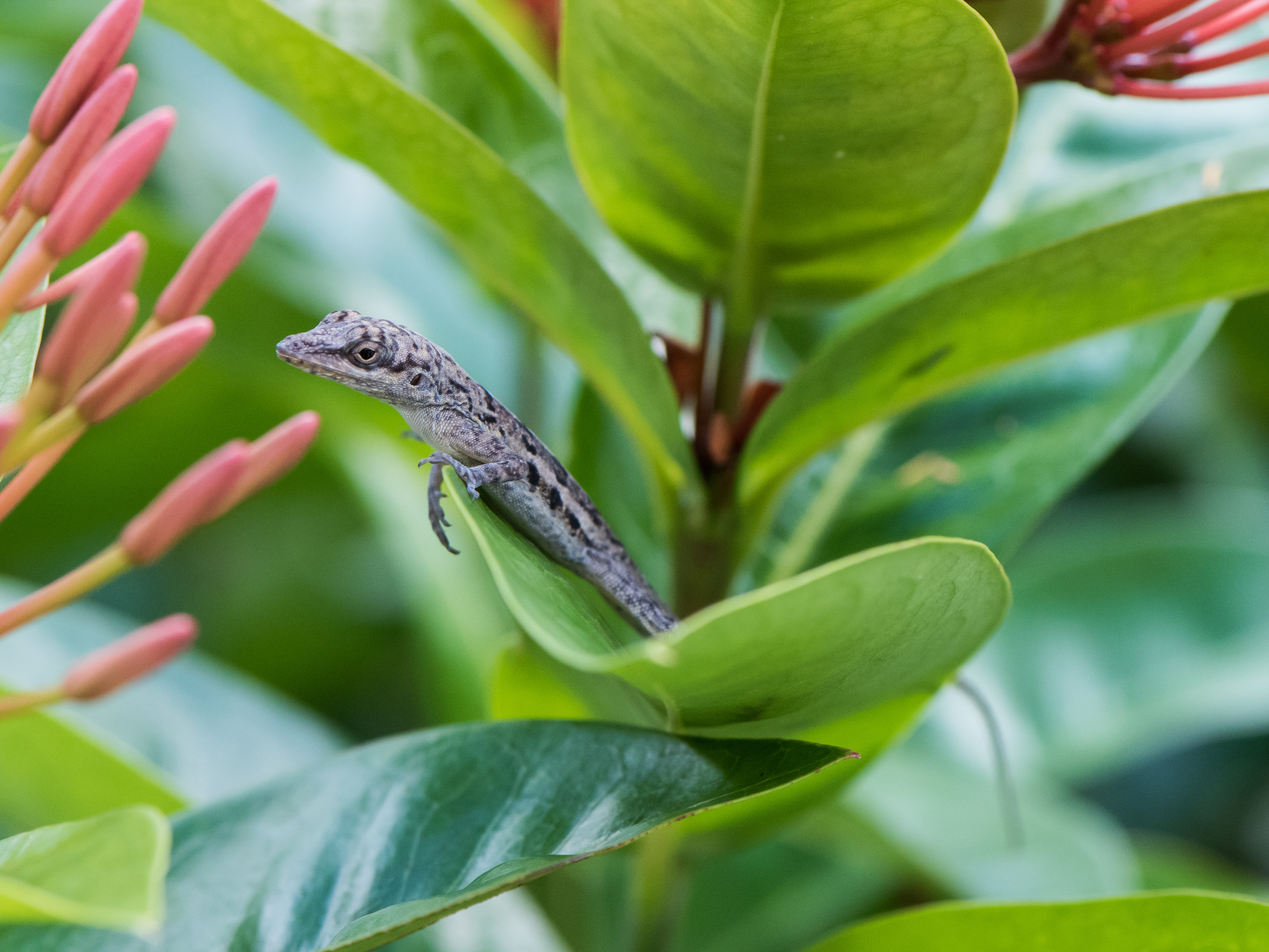 Anolis bonairensis