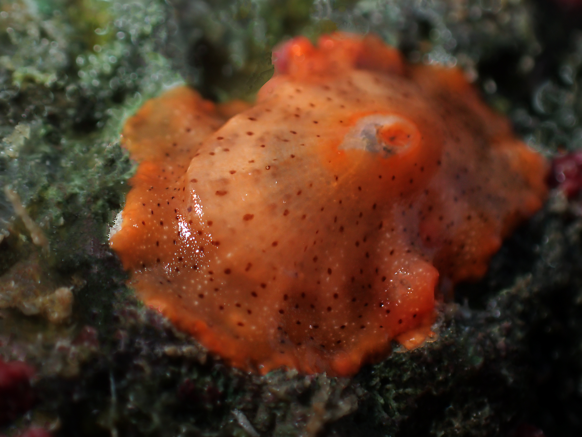Lucapina sowerbii