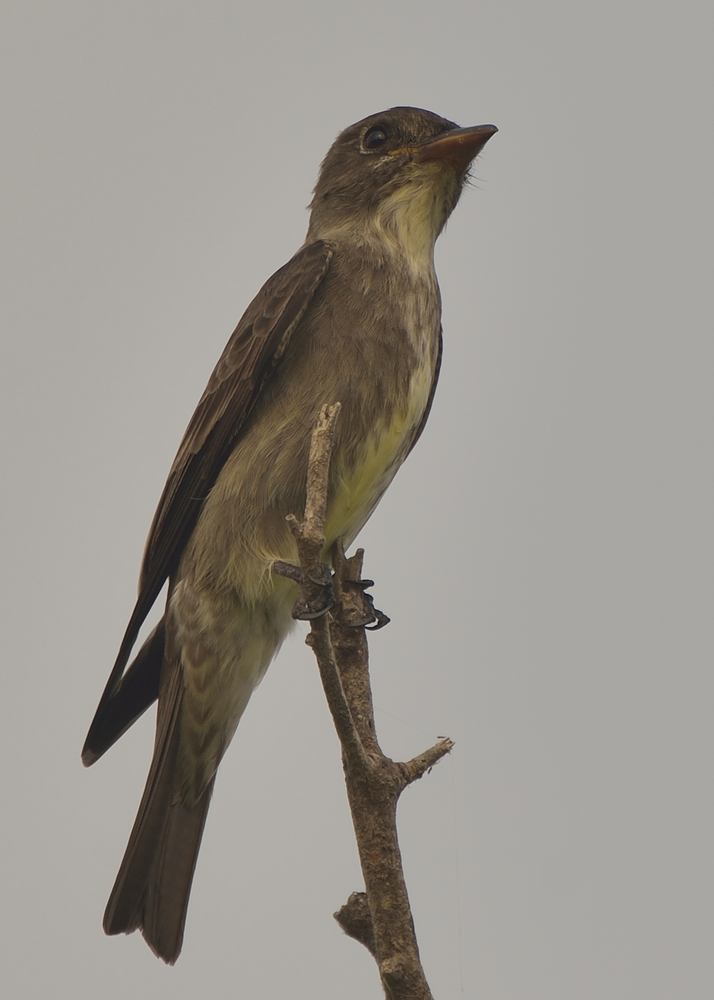Contopus cooperi