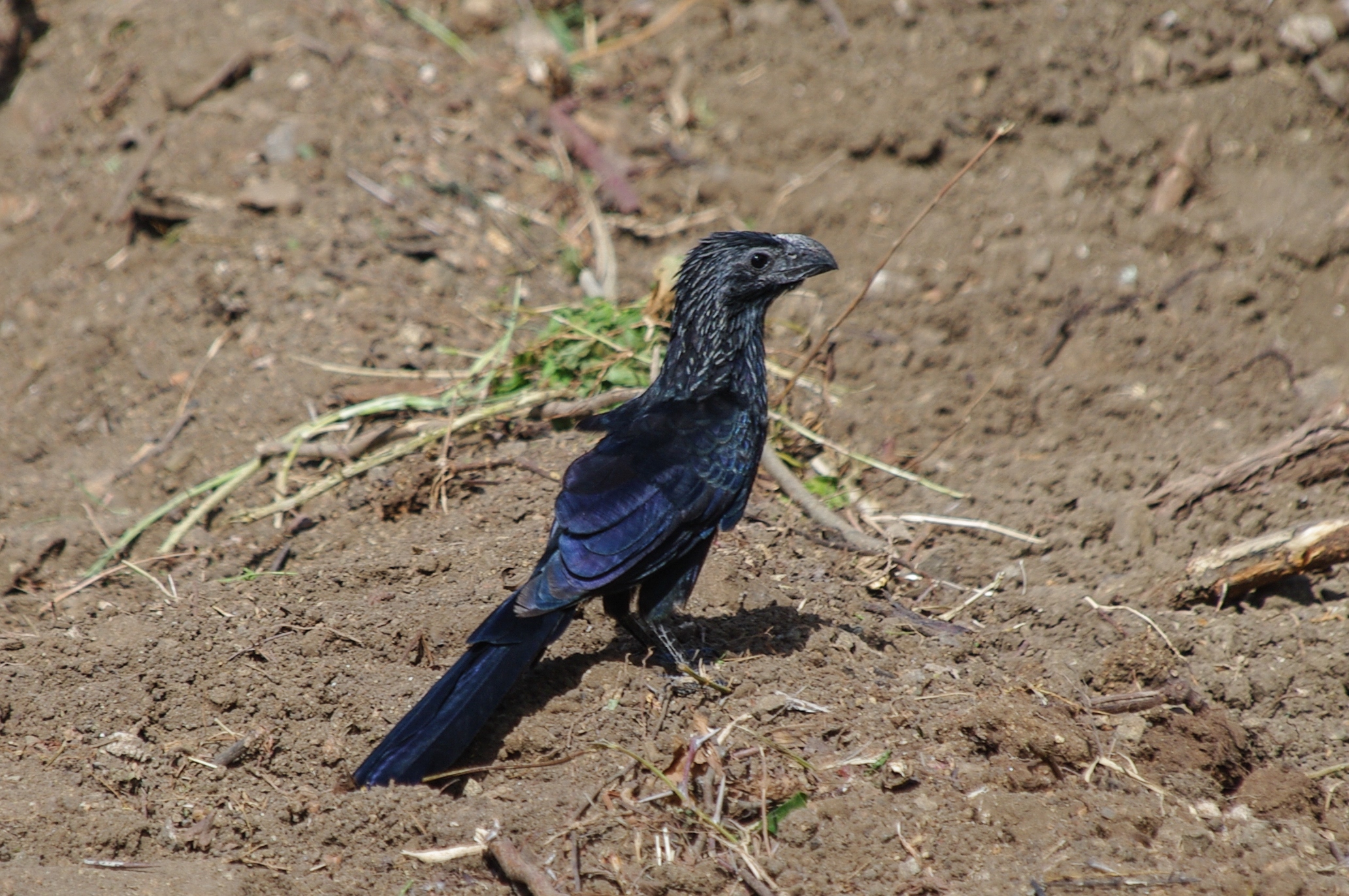Crotophaga sulcirostris