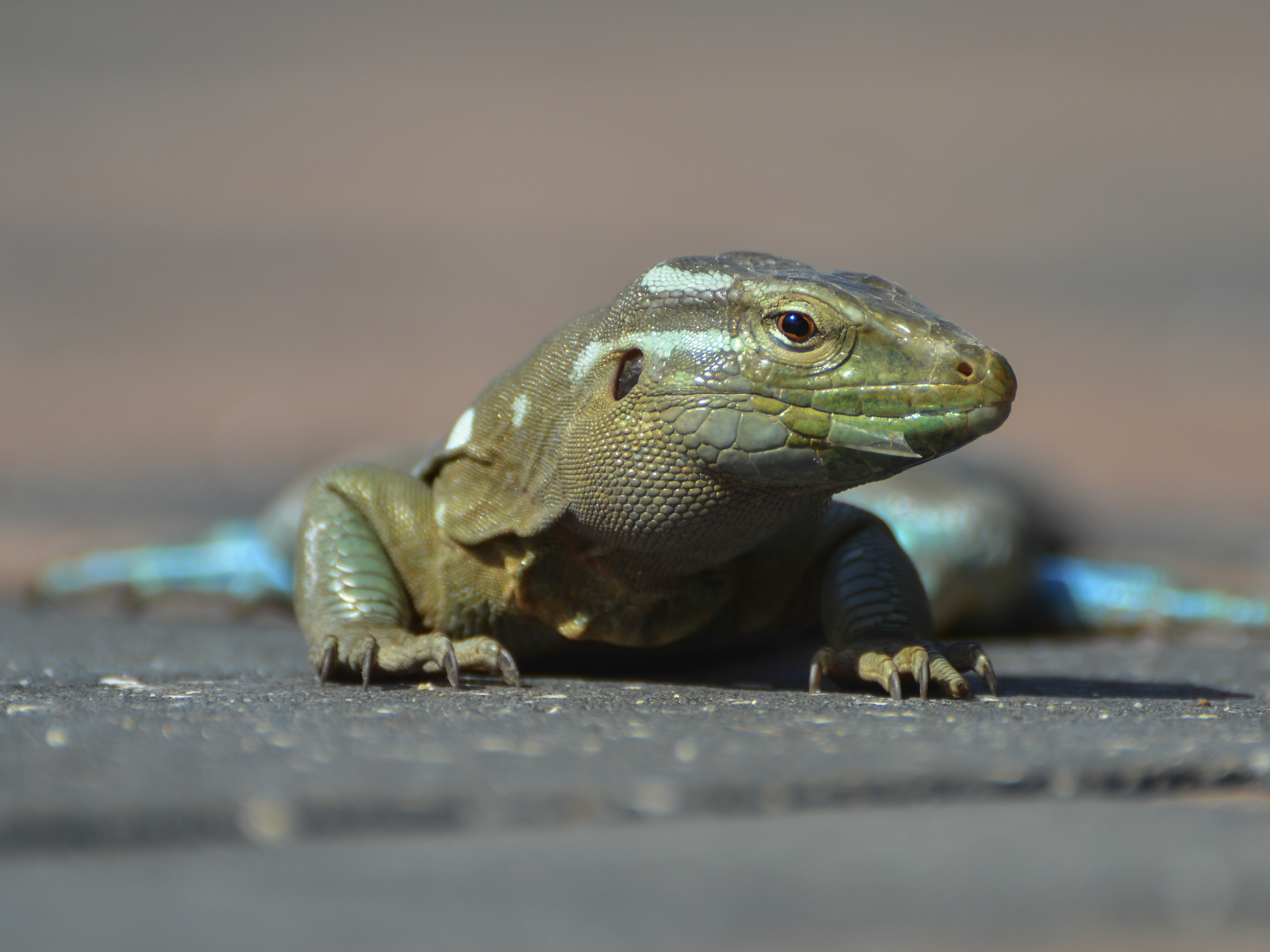 Cnemidophorus murinus