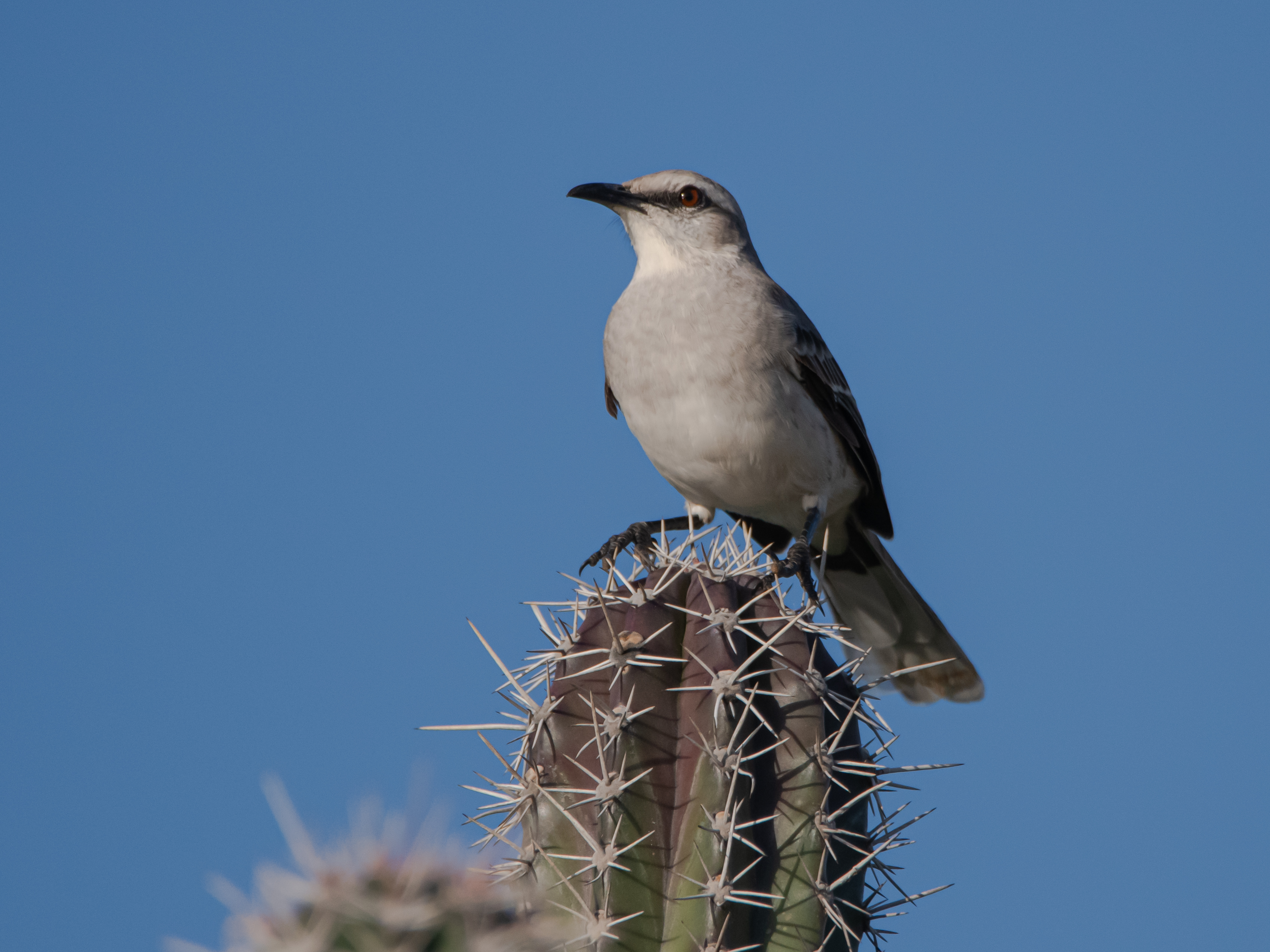Mimus gilvus
