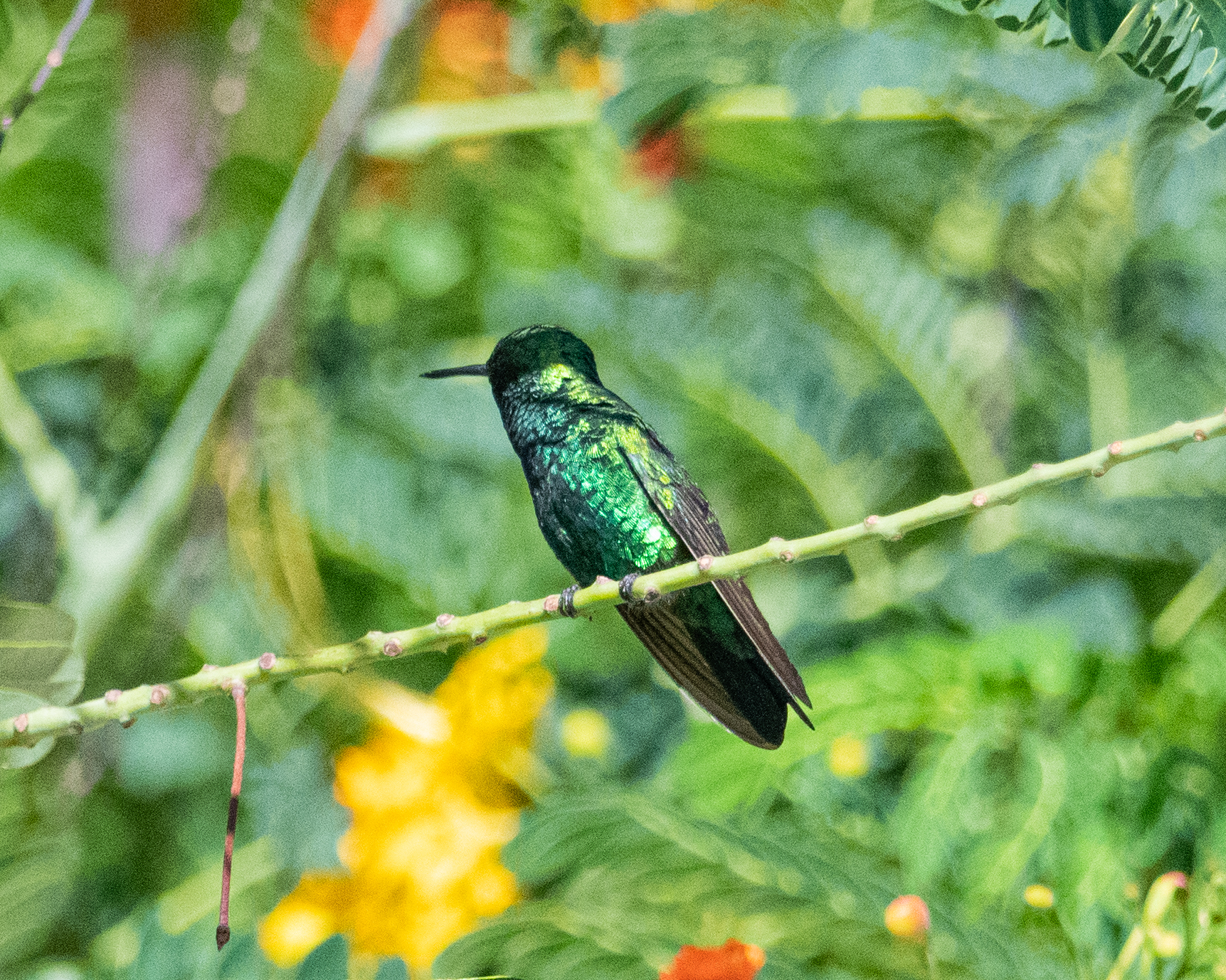 Chlorostilbon mellisugus