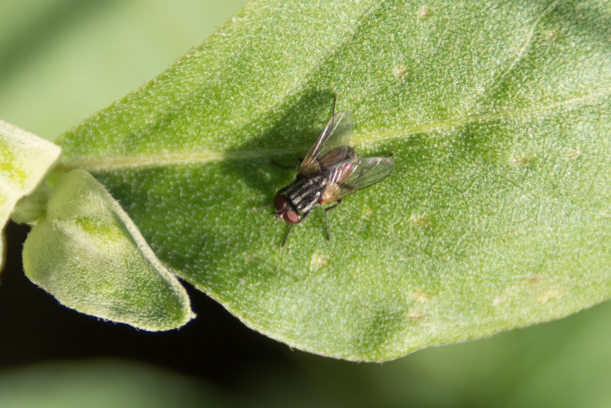 Musca