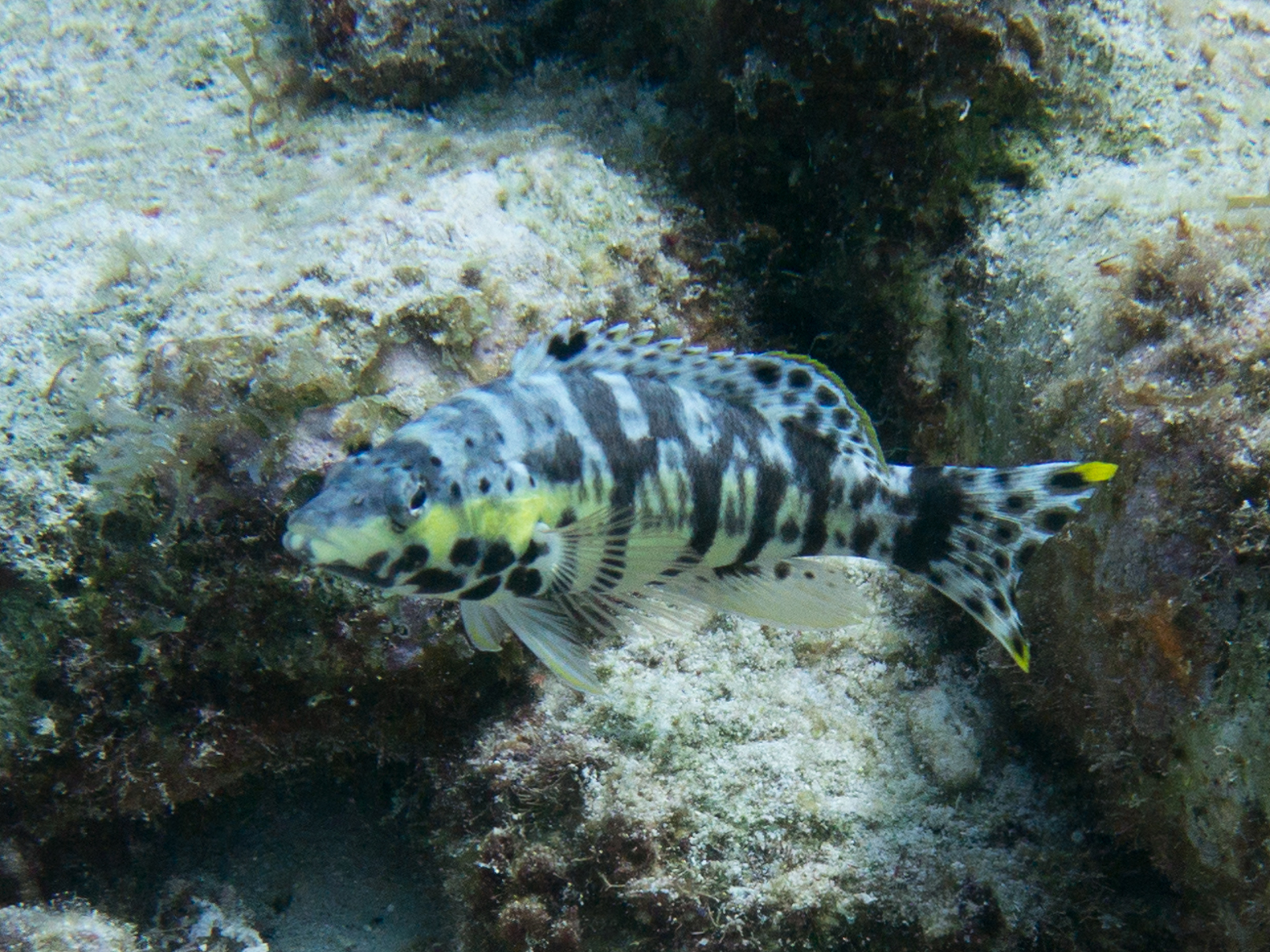 Serranus tigrinus
