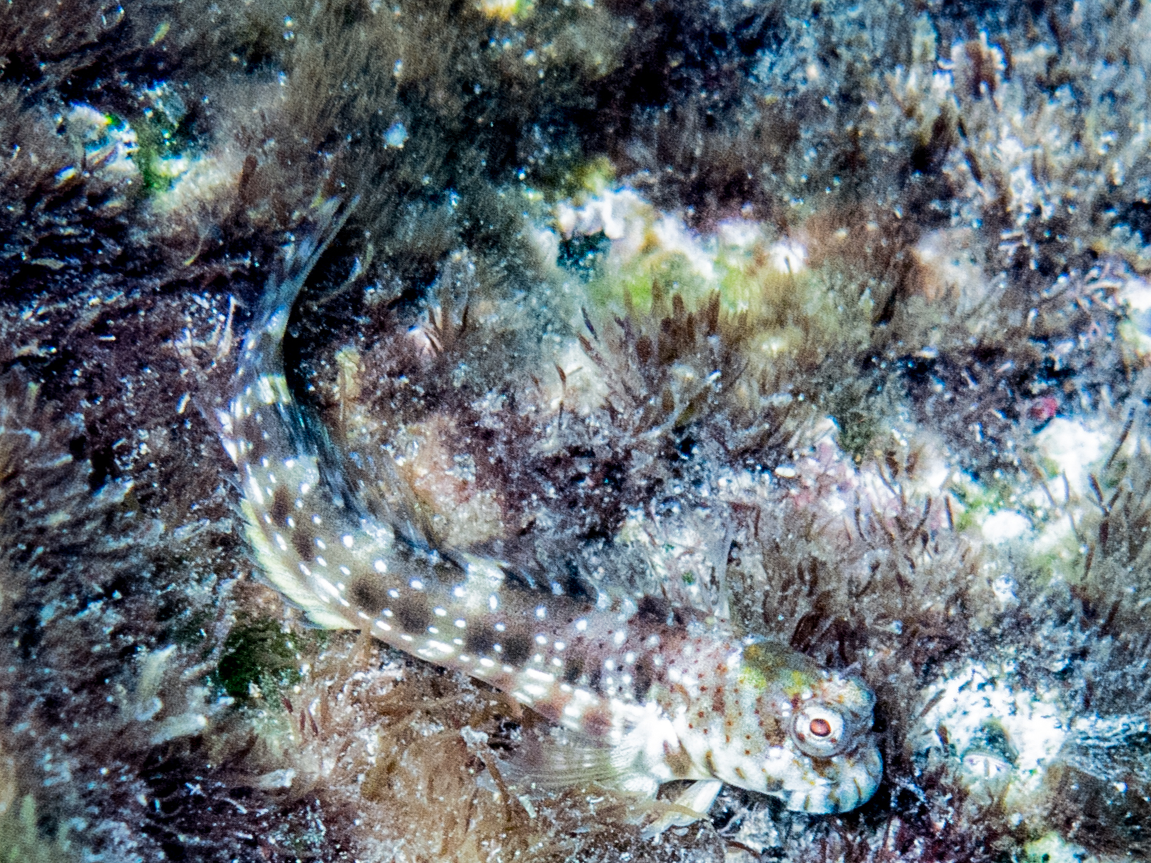 Entomacrodus nigricans
