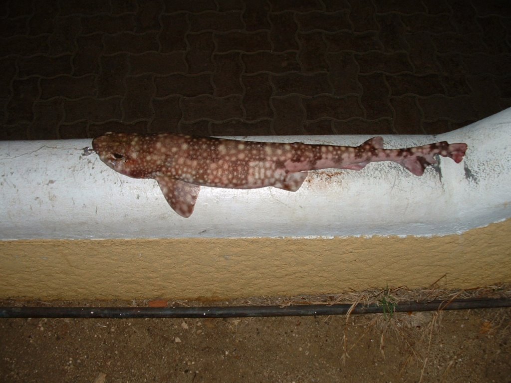 Scyliorhinus hesperius