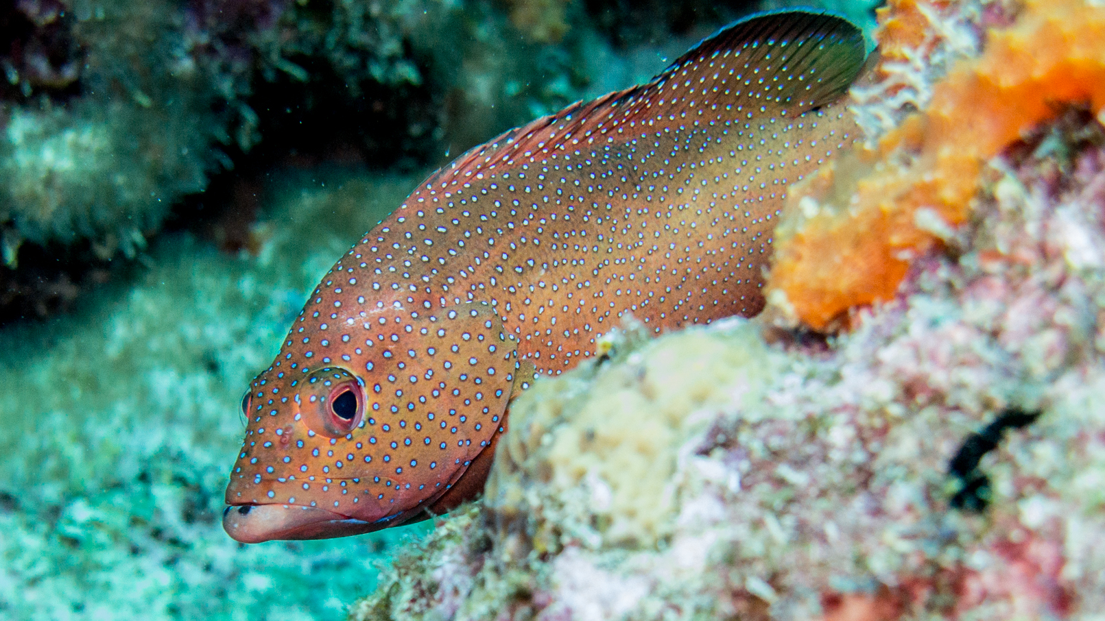 Cephalopholis fulva