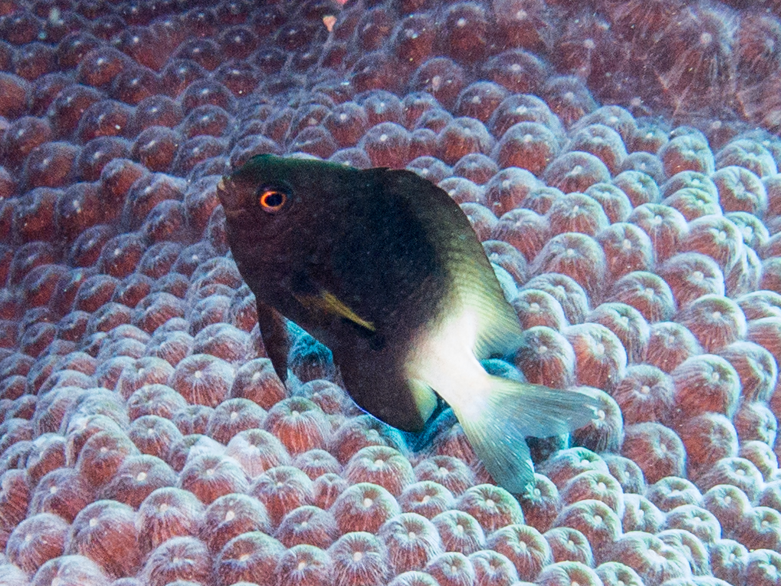Stegastes partitus