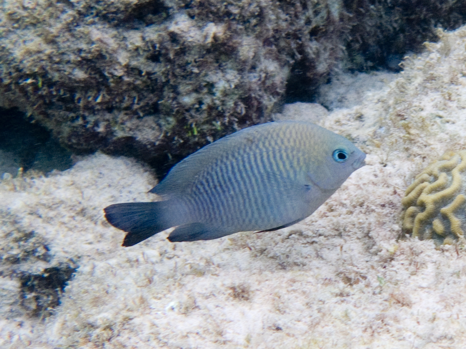 Stegastes adustus