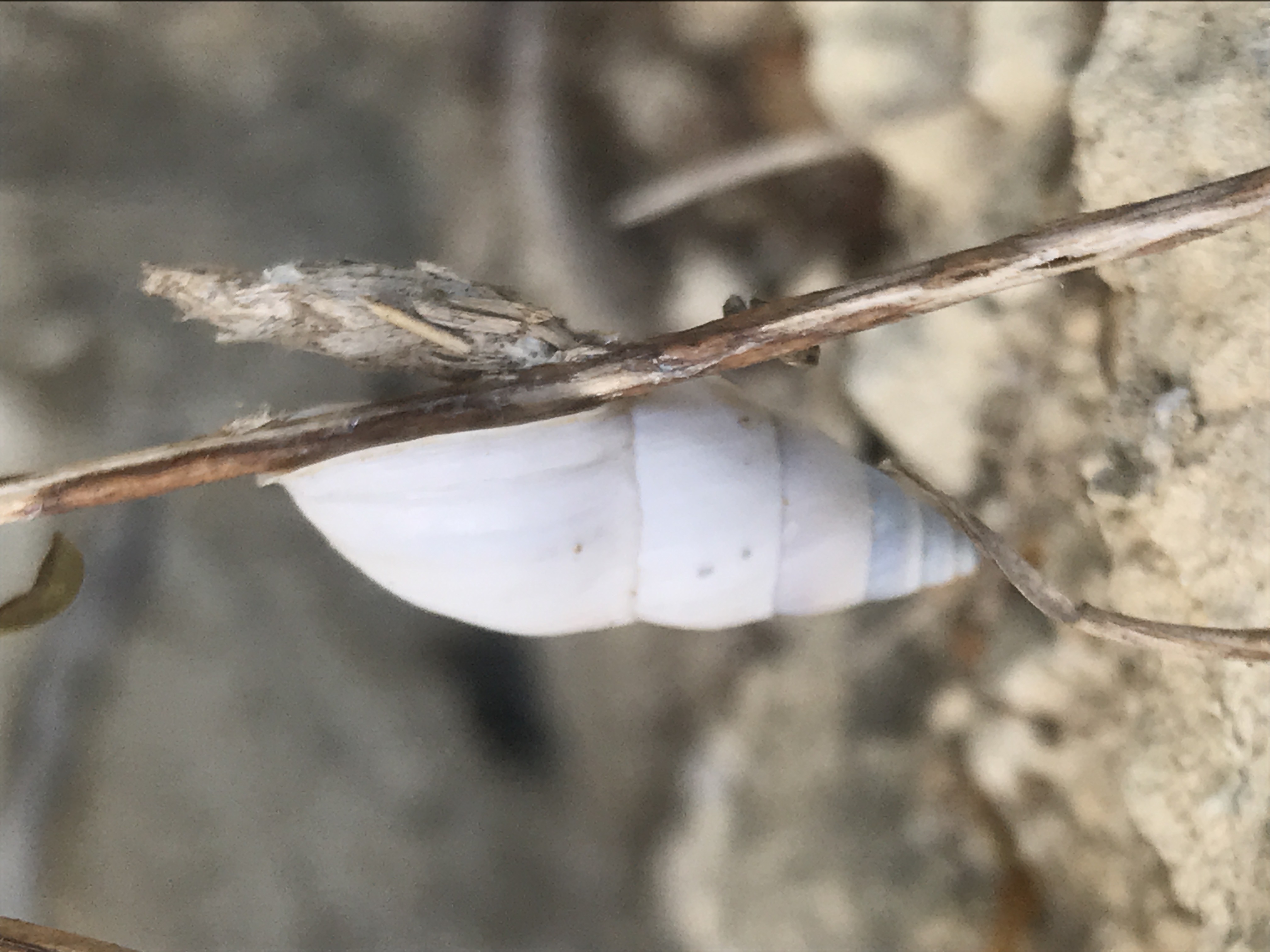 Drymaeus elongatus
