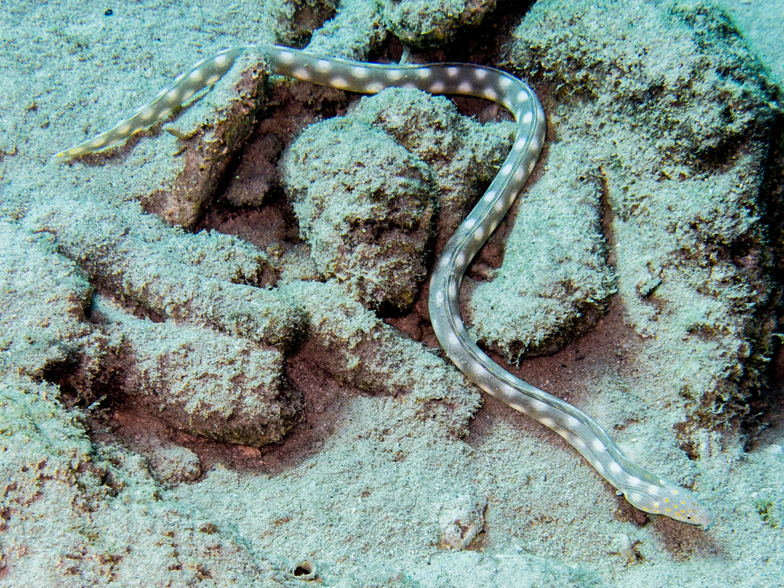 Myrichthys breviceps